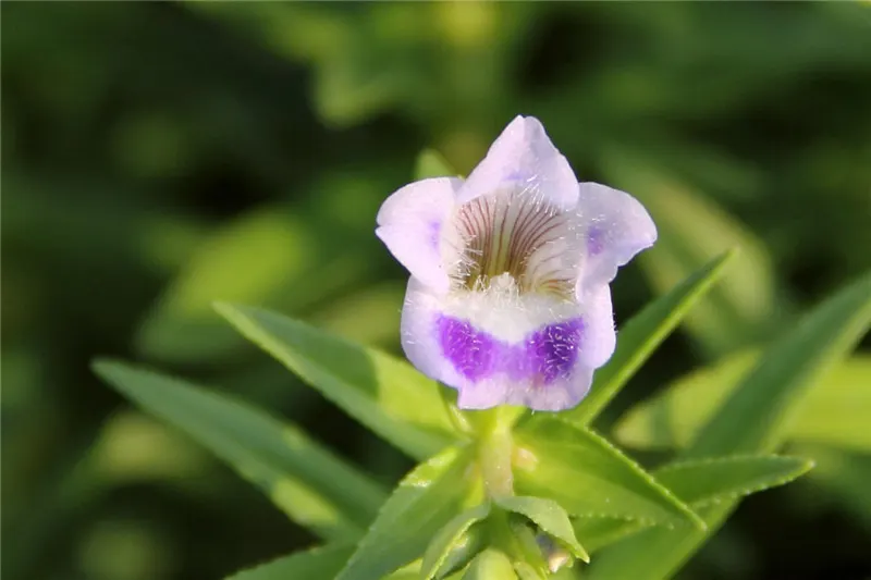 Purple Fan Flower (Scaevola 'Purple Fan') — typically reaching heights of 8 to 12 inches with a spread of 18 to 24 inches