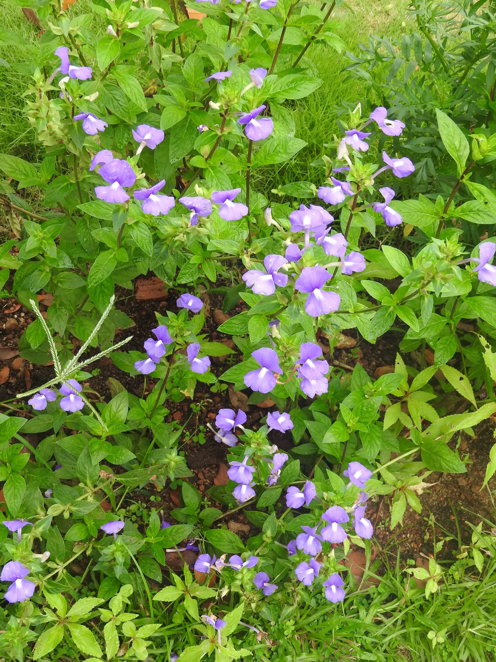 Purple Fan Flower (Scaevola 'Purple Fan') — is a vibrant asset to any garden that offers a unique aesthetic appeal