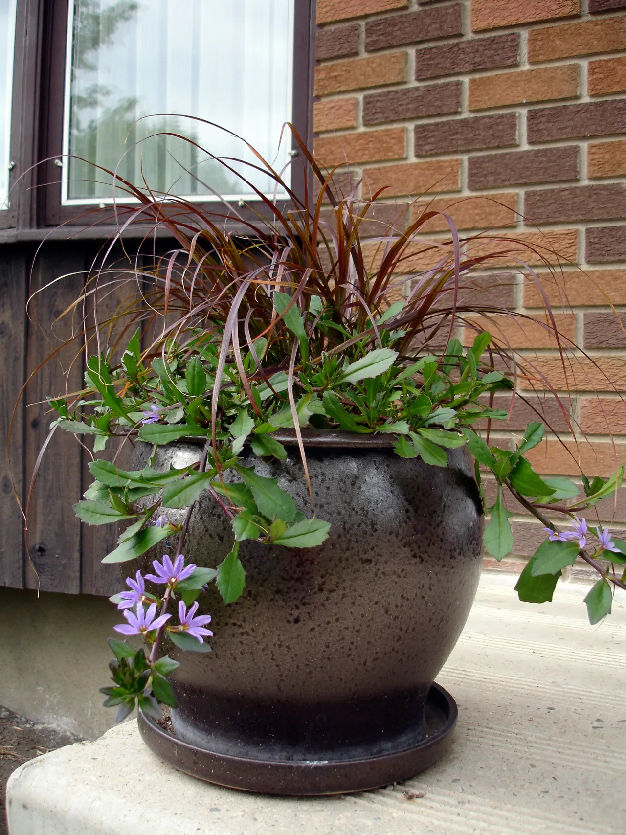 Purple Fan Flower (Scaevola 'Purple Fan') — a rich purple hue that captures the eye