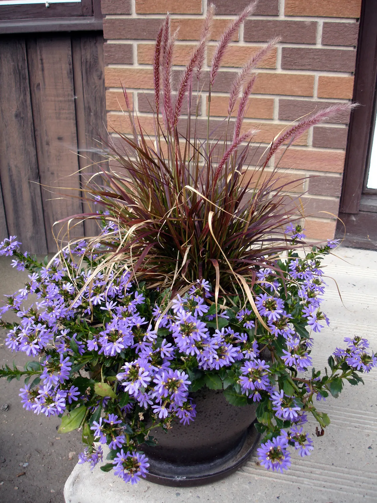Purple Fan Flower (Scaevola 'Purple Fan') — Blooms appear profusely from spring to frost in USDA zones 9-11