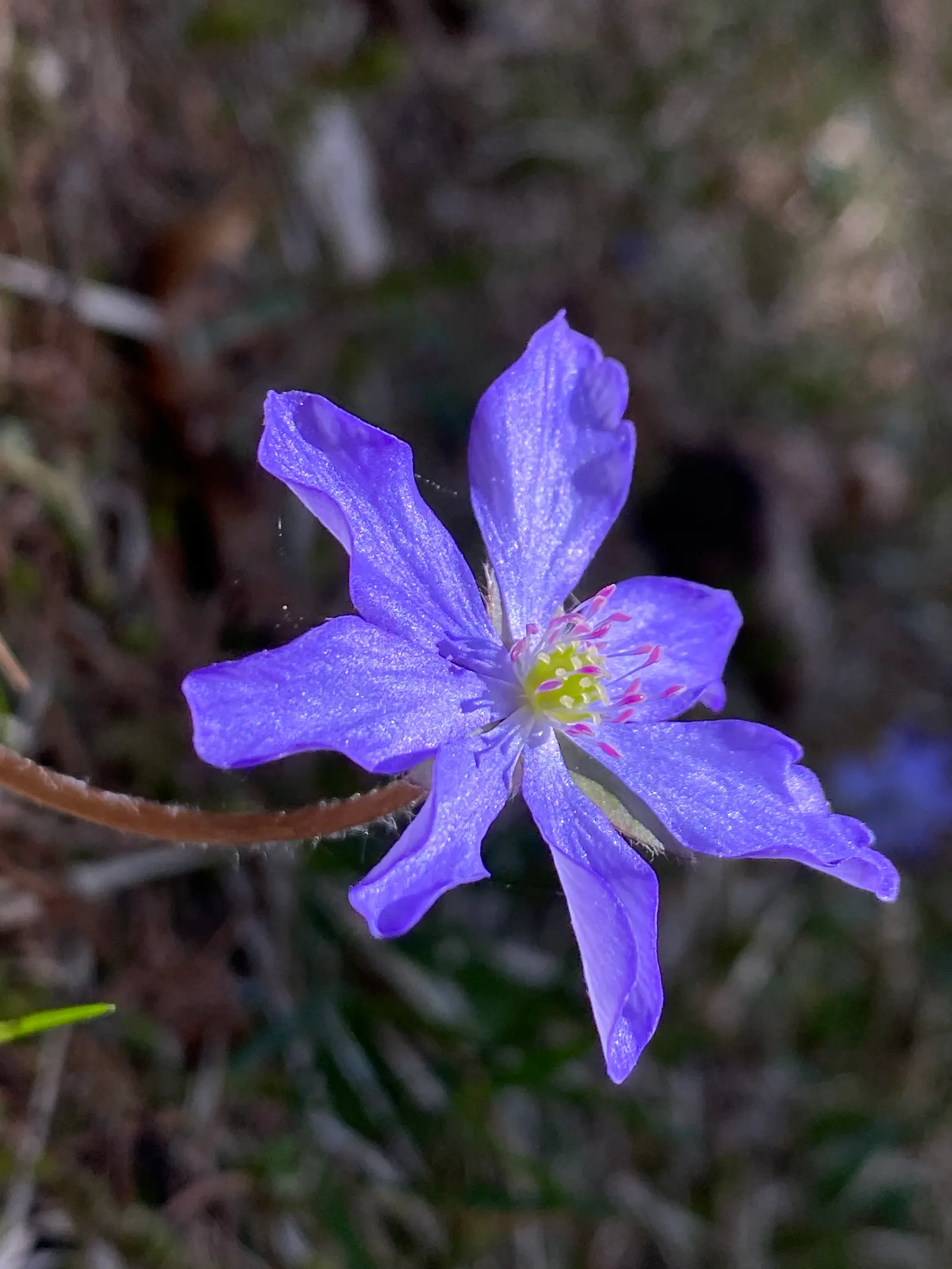 Purple Fan Flower (Scaevola 'Purple Fan') — It has a modest growth habit