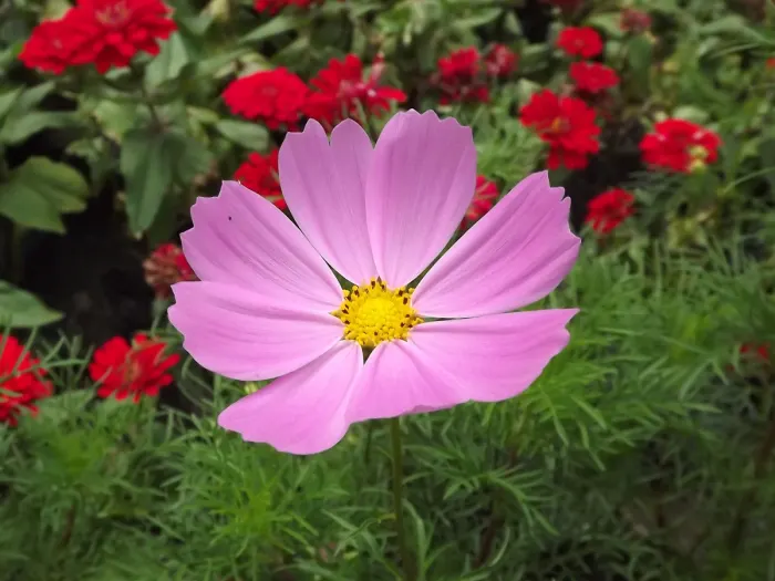 Purple Fan Flower (Scaevola 'Purple Fan') — Flourishing in full sun to partial shade, it reaches up to 12 inches in height and spreads about 24 inches