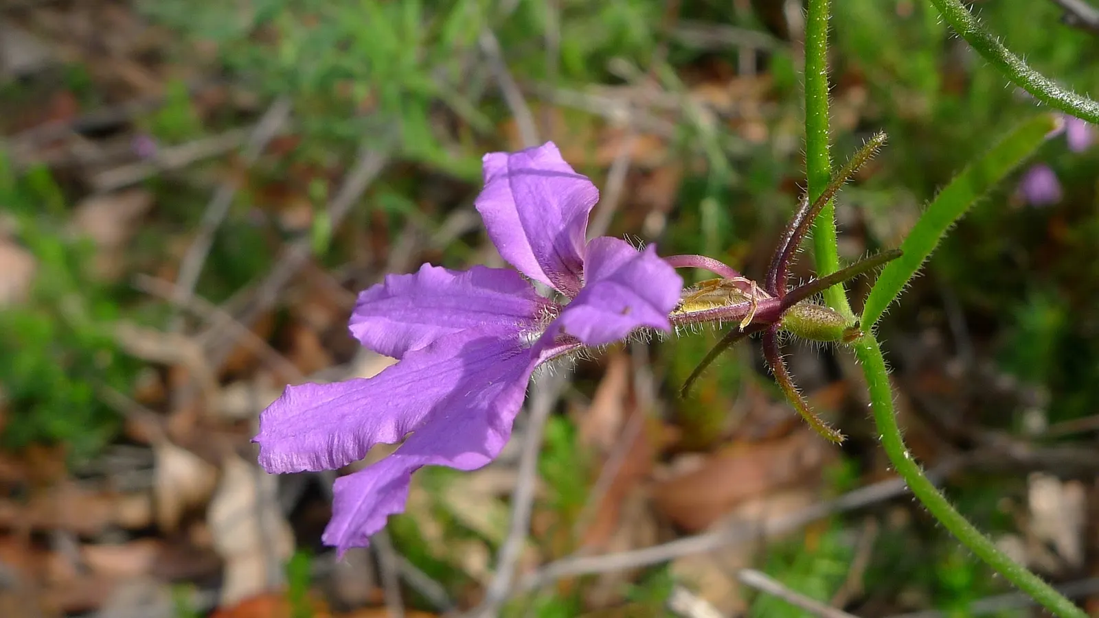 Purple Fan Flower (Scaevola 'Purple Fan') — set against a backdrop of bright green foliage