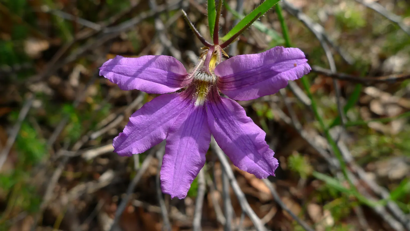 Purple Fan Flower (Scaevola 'Purple Fan') — bloom prolifically from spring to fall