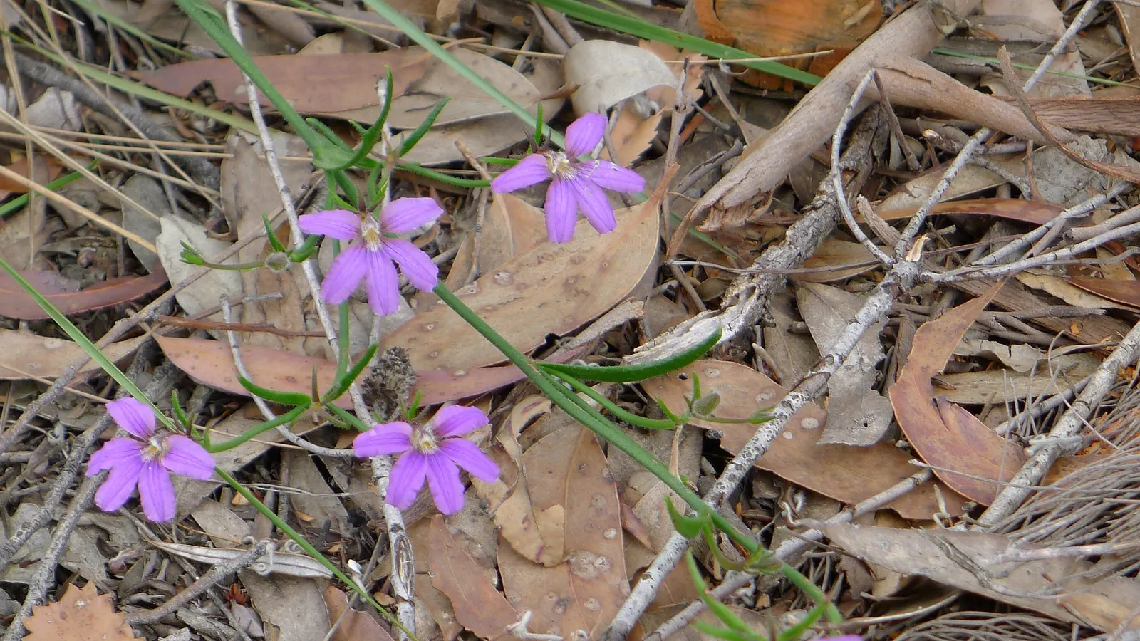 Purple Fan Flower (Scaevola 'Purple Fan') — providing a long-lasting display of color.<br><br>Adaptable to USDA zones 9 to 11