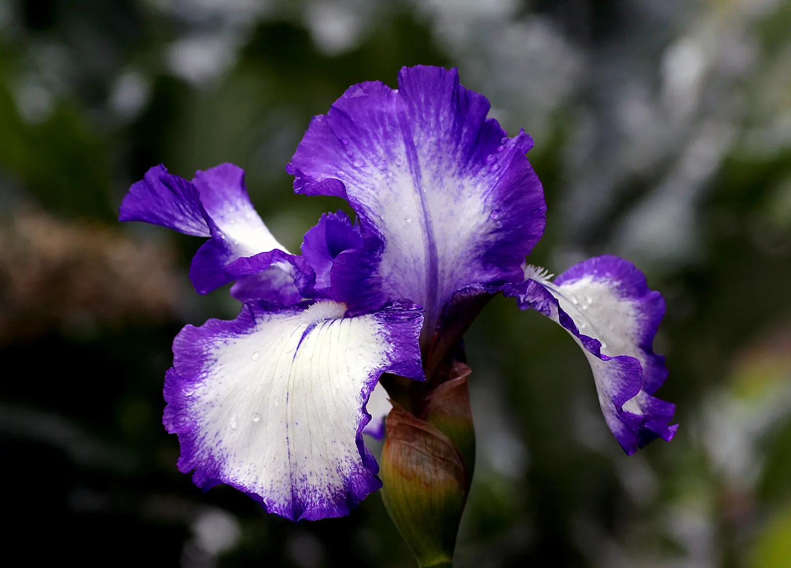 Purple Fan Flower (Scaevola 'Purple Fan') — This low-maintenance plant is drought-resistant and ideal for hanging baskets