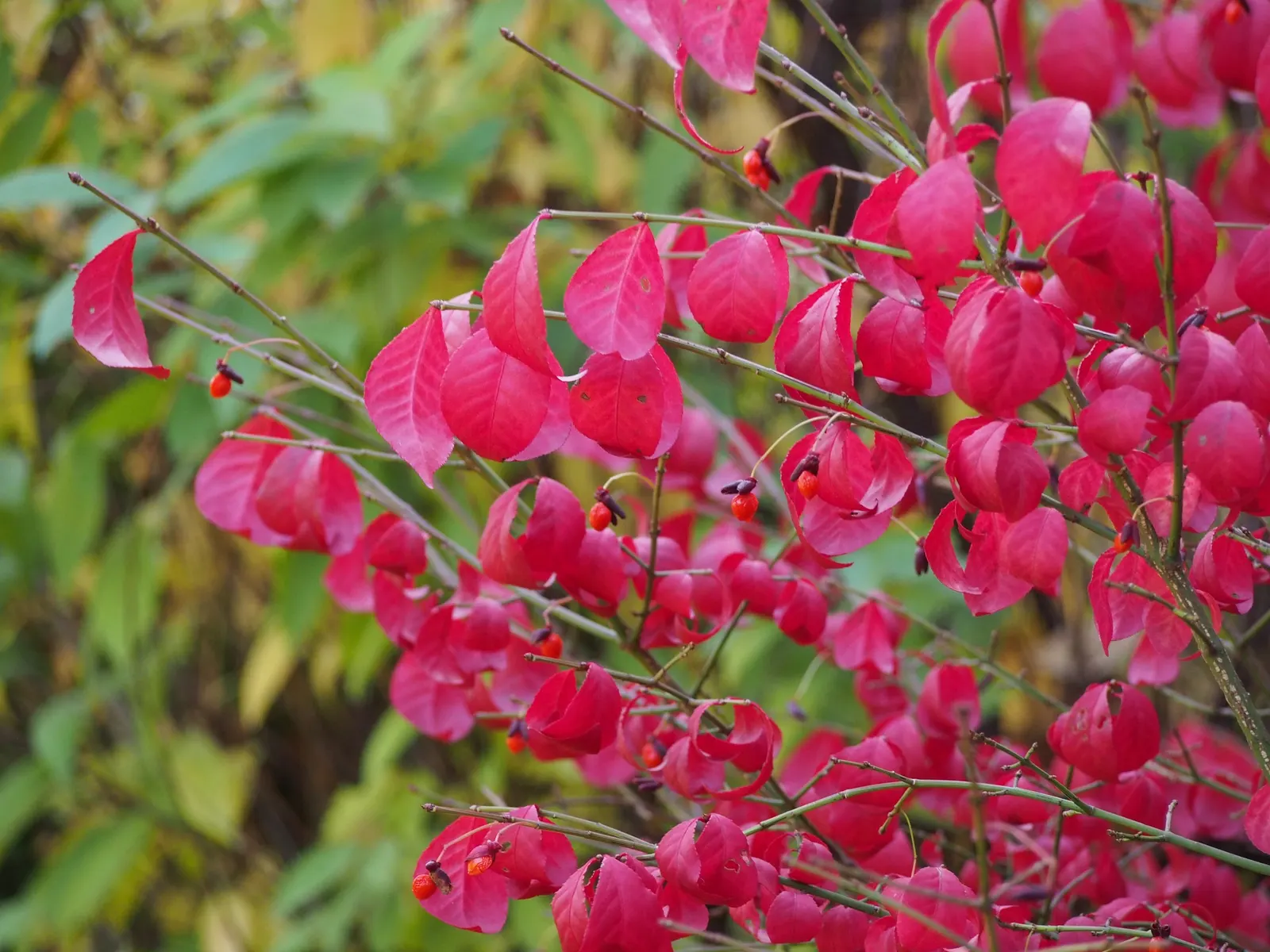 Compact Burning Bush (Euonymus Alatus 'Compactus') — Small, inconspicuous flowers precede red berries; compact Burning Bush (Euonymus alatus 'Compactus') is a