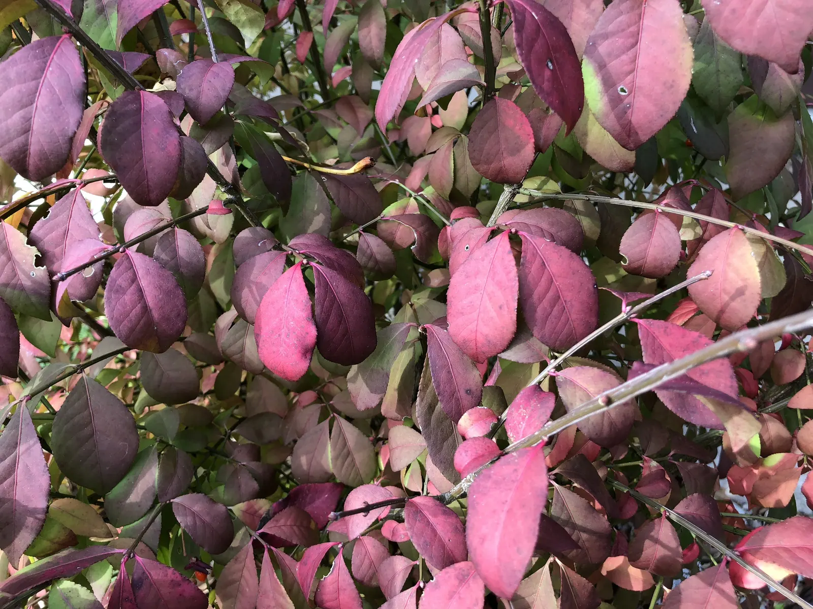 Compact Burning Bush (Euonymus Alatus 'Compactus') — Minimal pruning is required; however, occasional trimming can help maintain its neat, bushy form