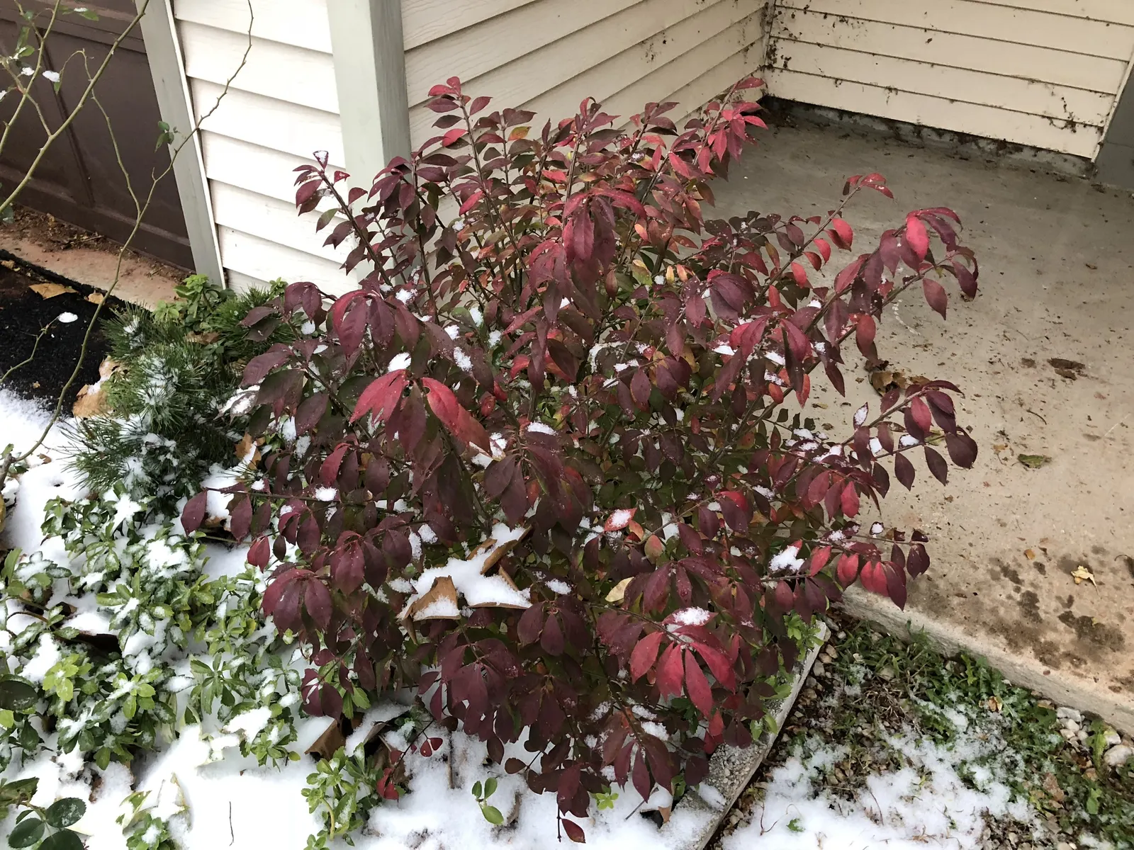 Compact Burning Bush (Euonymus Alatus 'Compactus') — scientifically known as Euonymus alatus \'Compactus\'