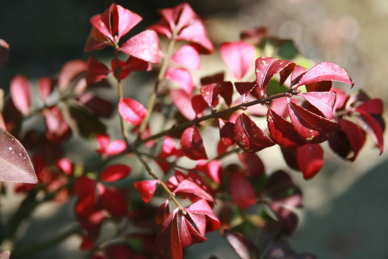 Compact Burning Bush (Euonymus Alatus 'Compactus') — It reaches 5-6 feet in height and width, ideal for hedge or foundation plantings; minimal pruning is