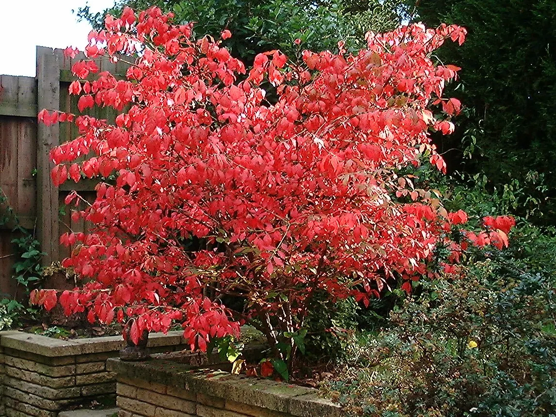 Compact Burning Bush (Euonymus Alatus 'Compactus') — yellow flowers in the garden