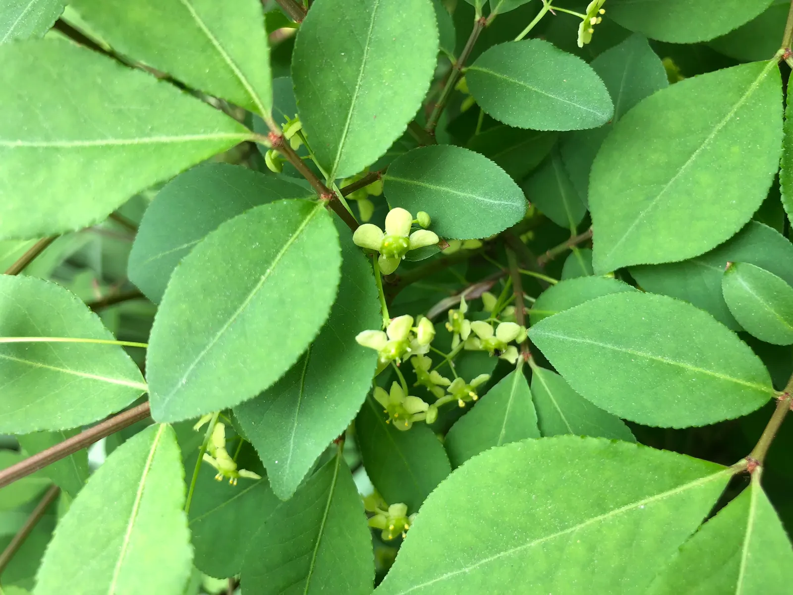 Compact Burning Bush (Euonymus Alatus 'Compactus') — Compact Burning Bush (Euonymus alatus 'Compactus') is a dense