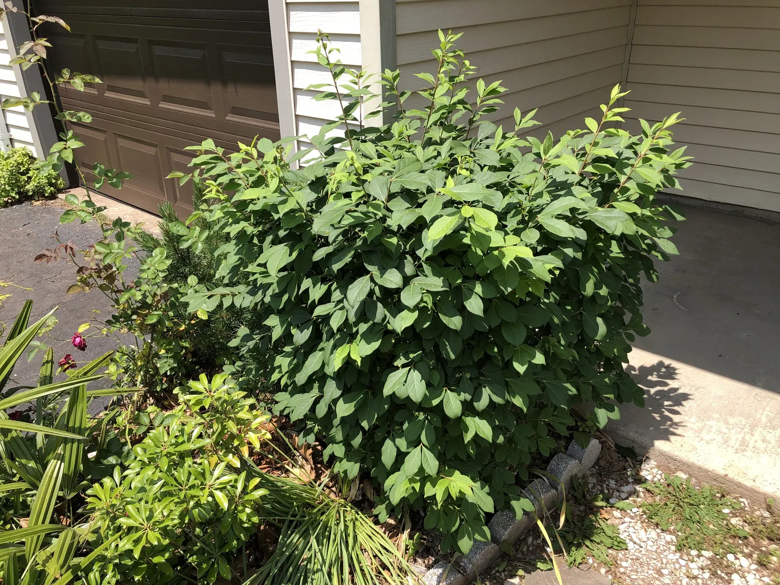 Compact Burning Bush (Euonymus Alatus 'Compactus') — more manageable size compared to the species