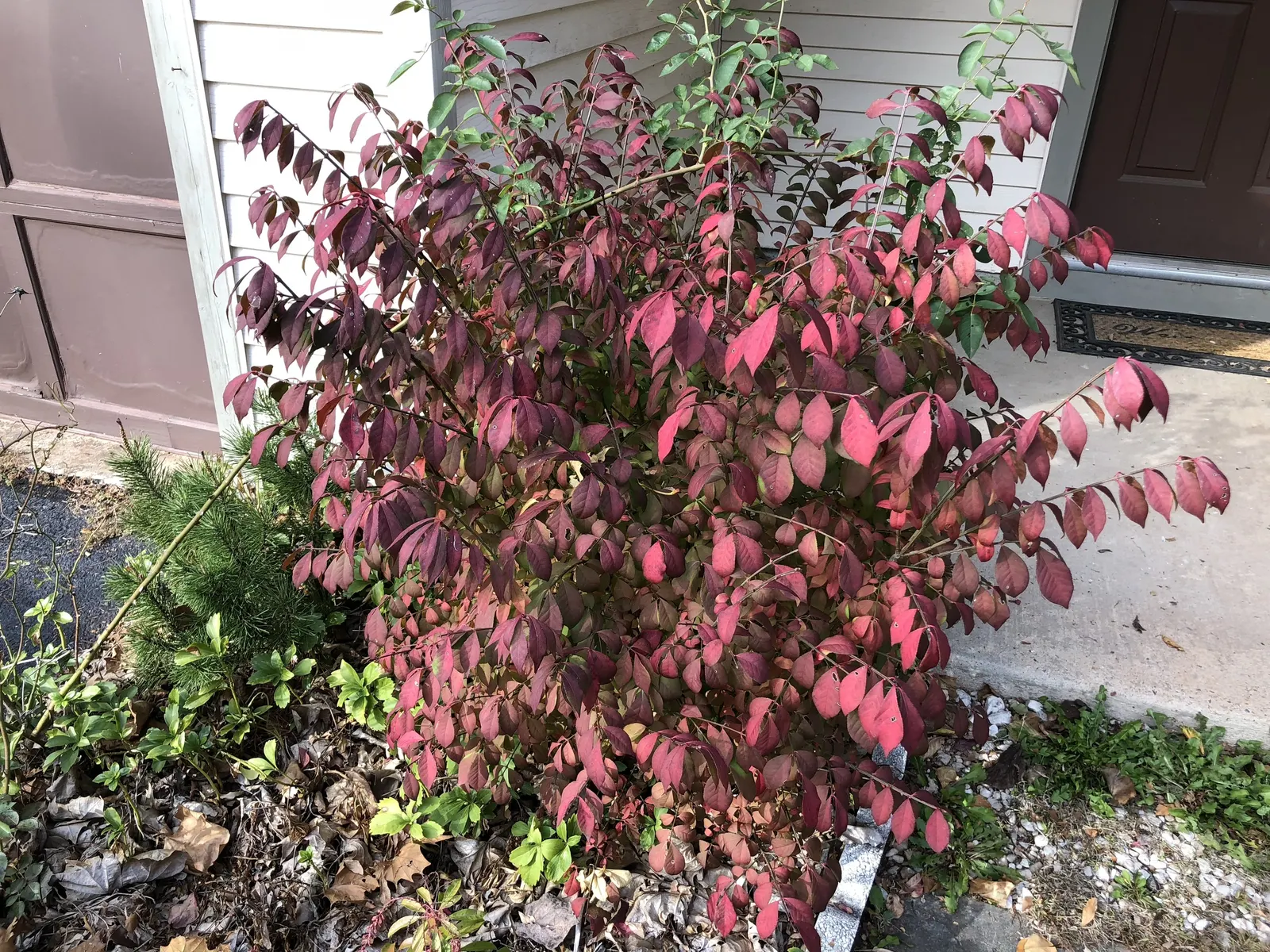 Compact Burning Bush (Euonymus Alatus 'Compactus') — creating a dramatic display