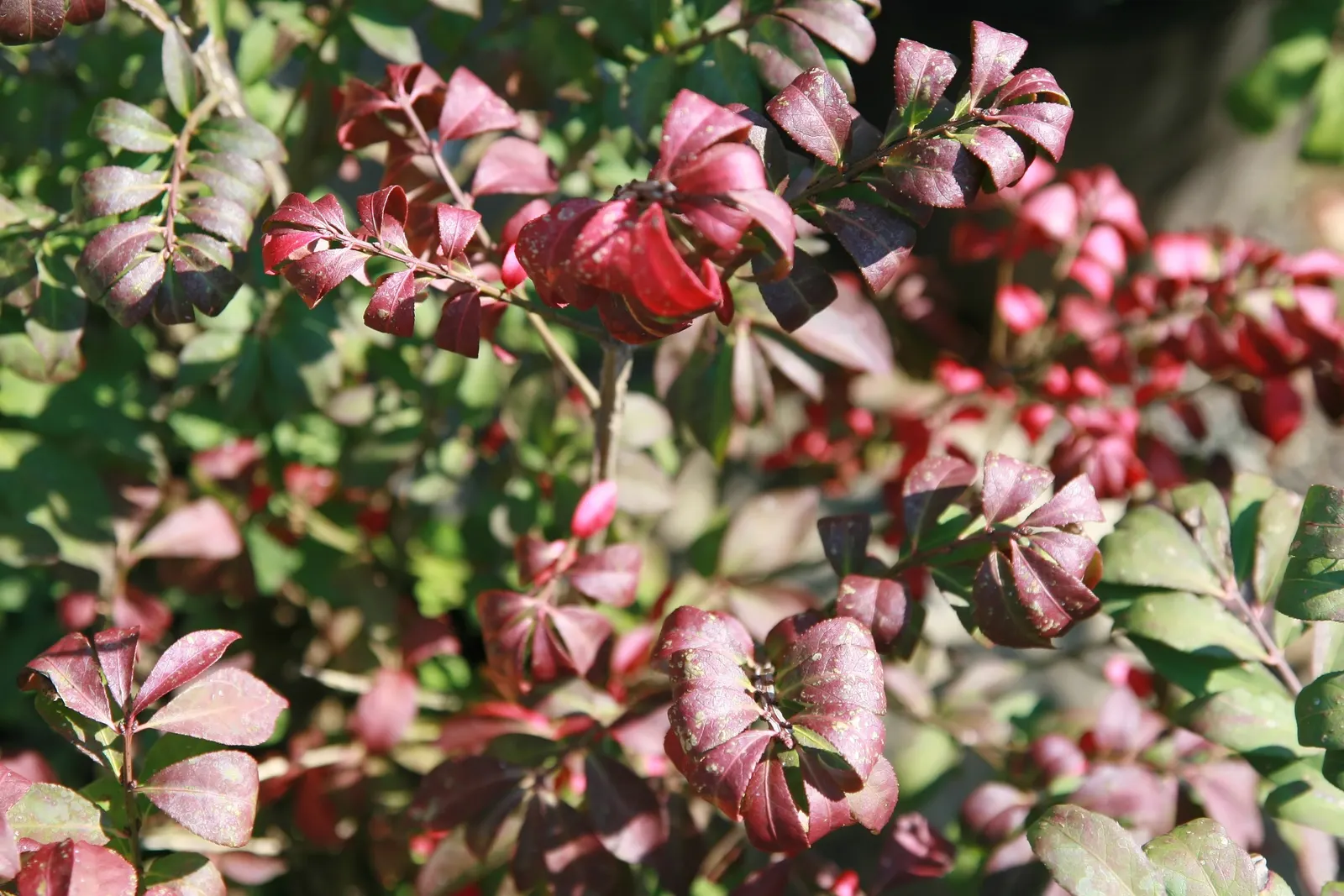 Compact Burning Bush (Euonymus Alatus 'Compactus') — shrub for full or half