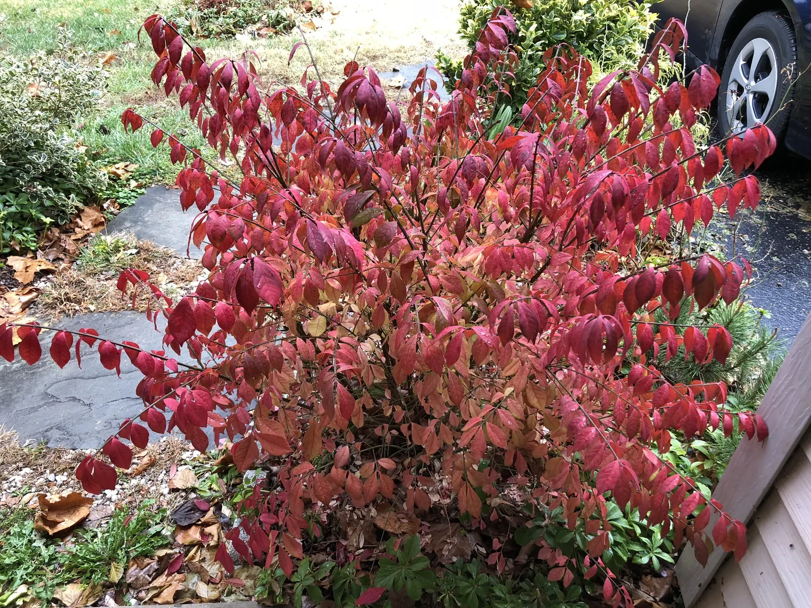 Compact Burning Bush (Euonymus Alatus 'Compactus') — Prefers full sun to partial shade in well-drained soil; scientifically known as Euonymus alatus