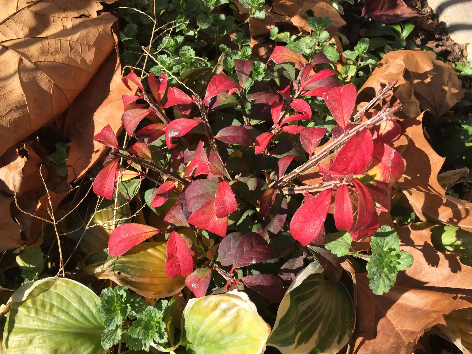 Compact Burning Bush (Euonymus Alatus 'Compactus') — shrub with yellow blooms