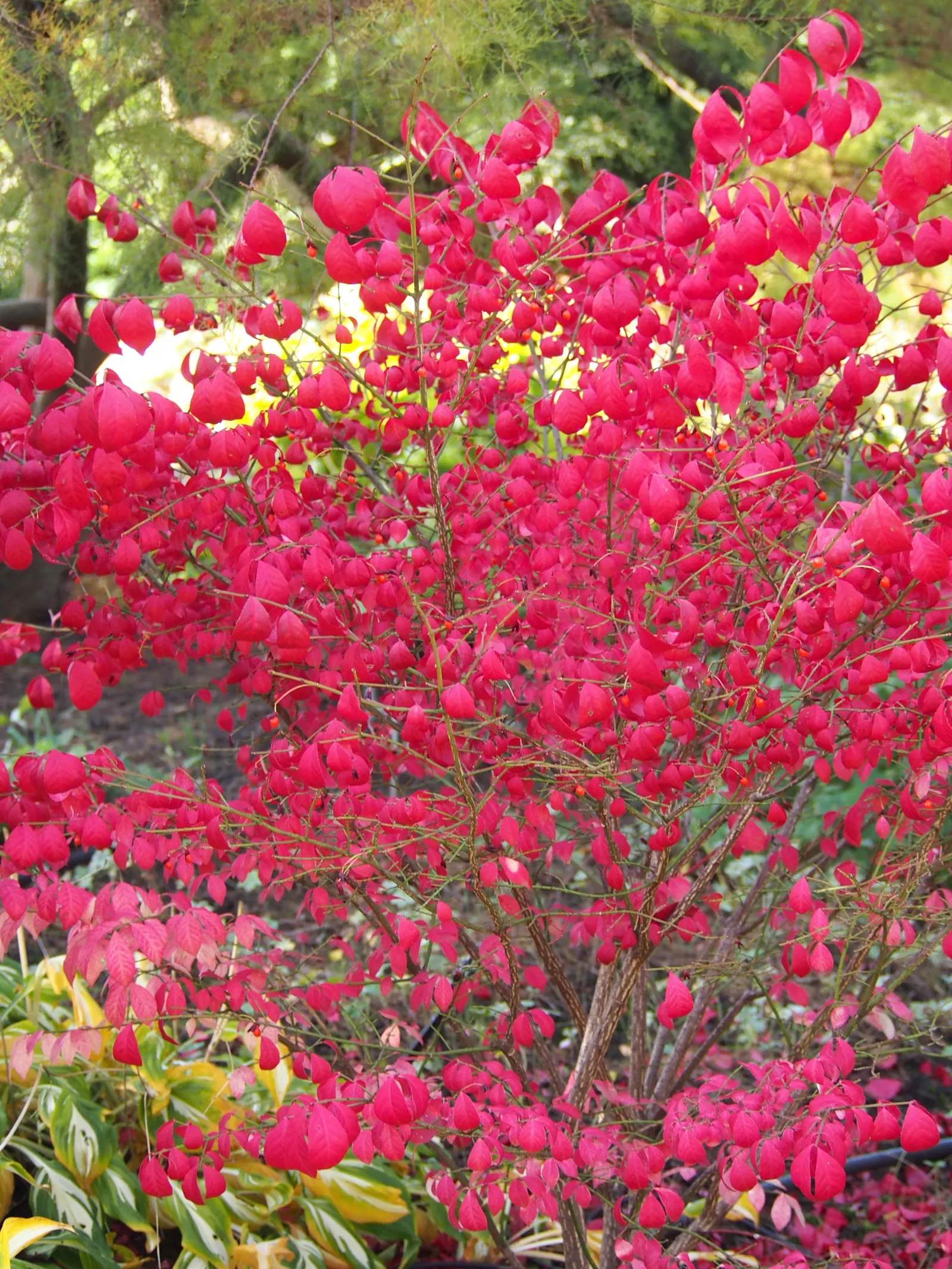 Compact Burning Bush (Euonymus Alatus 'Compactus') — it provides year-round interest; creating a dramatic display