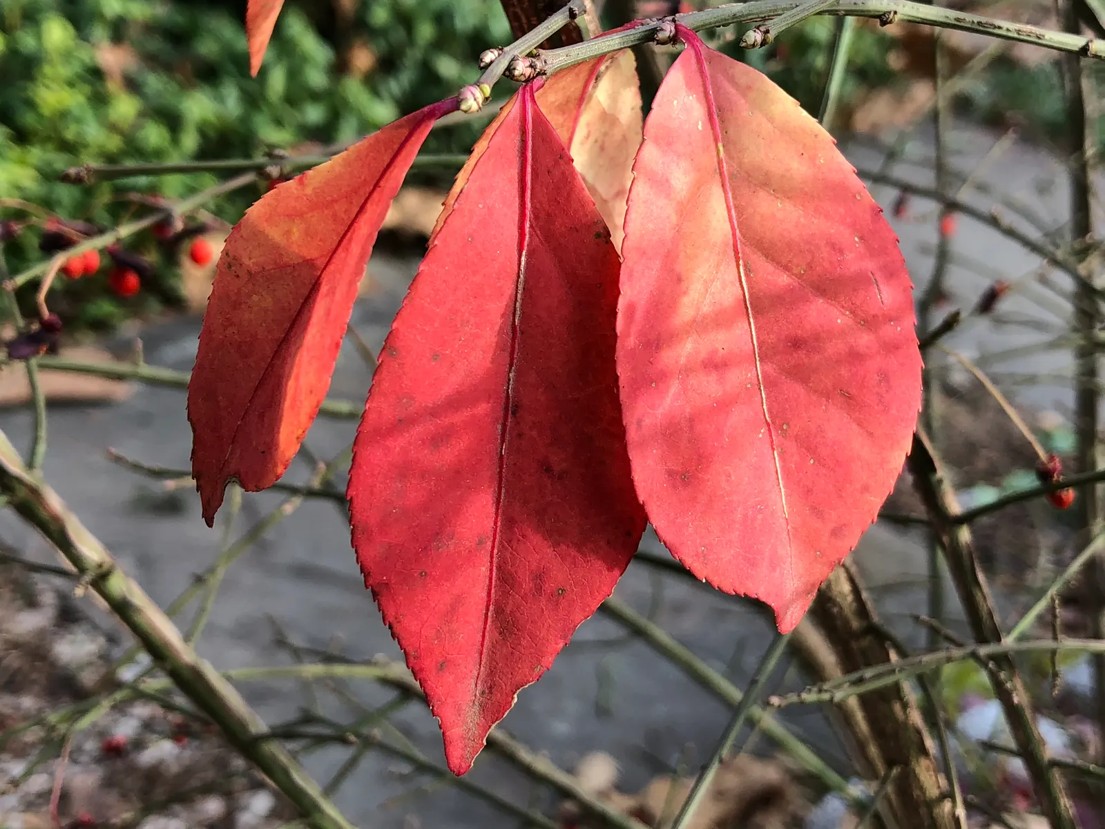 Compact Burning Bush (Euonymus Alatus 'Compactus') — adding about 1 to 2 feet per year