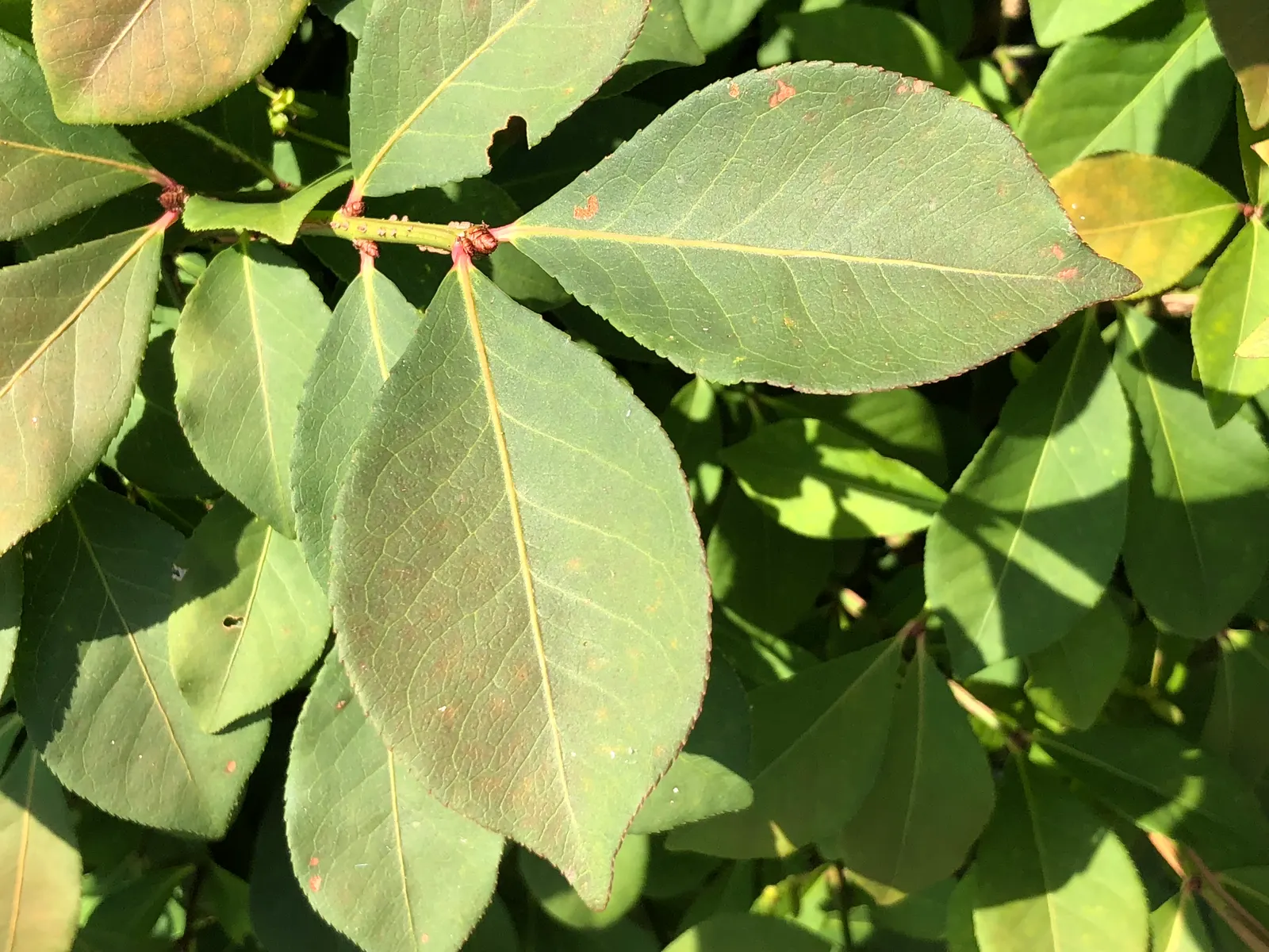 Compact Burning Bush (Euonymus Alatus 'Compactus') — it provides year-round interest