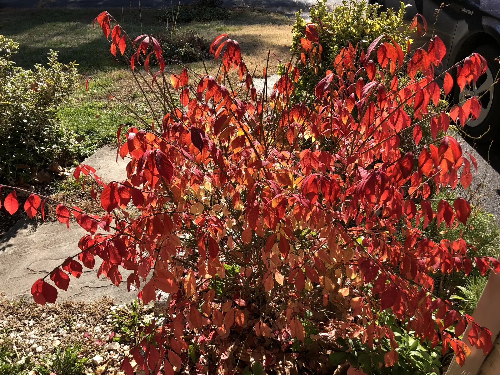 Compact Burning Bush (Euonymus Alatus 'Compactus') — making it a relatively low-maintenance choice for both new and experienced garden enthusiasts