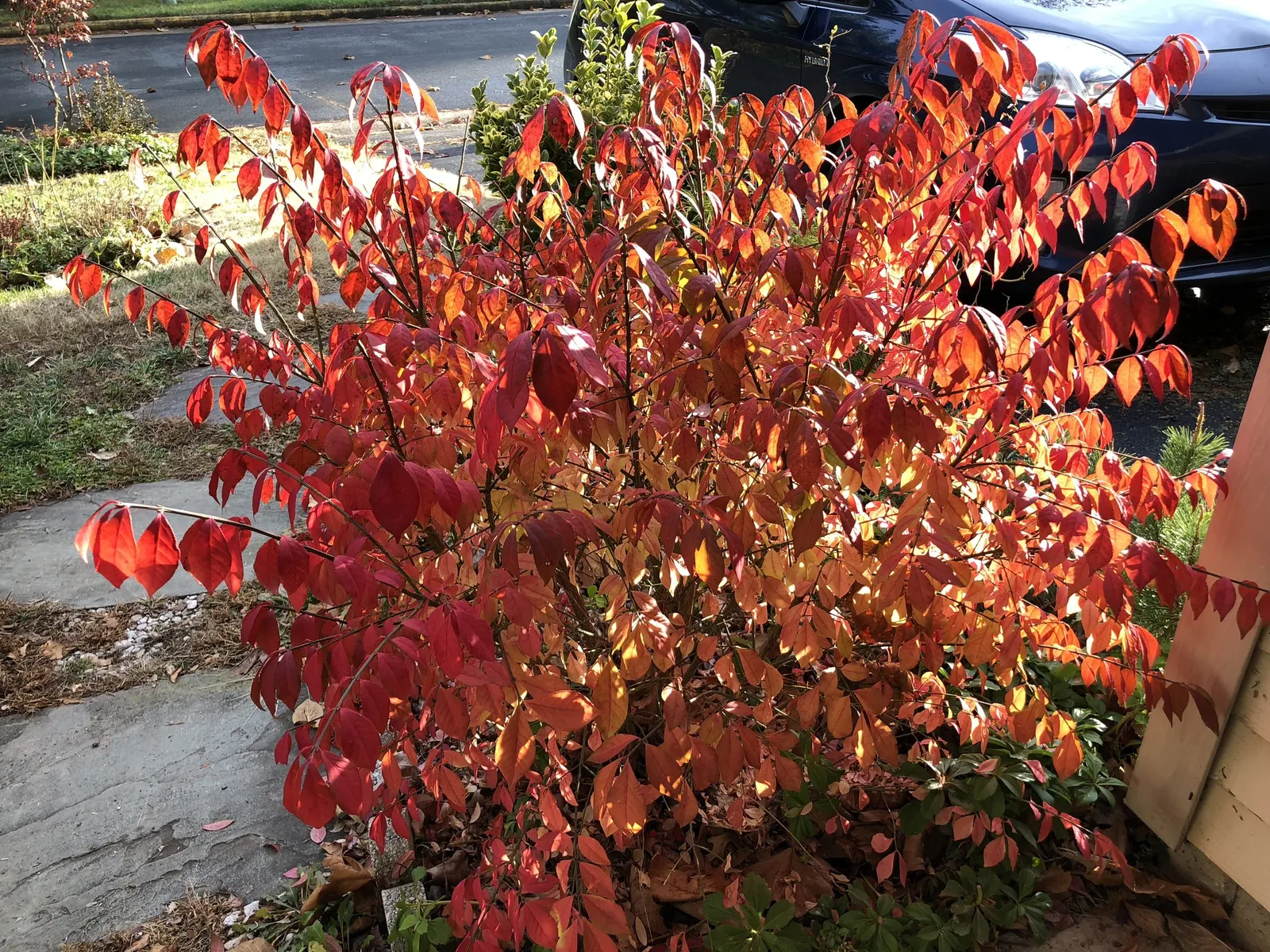 Compact Burning Bush (Euonymus Alatus 'Compactus') — is a favored deciduous shrub for its vibrant autumnal displays