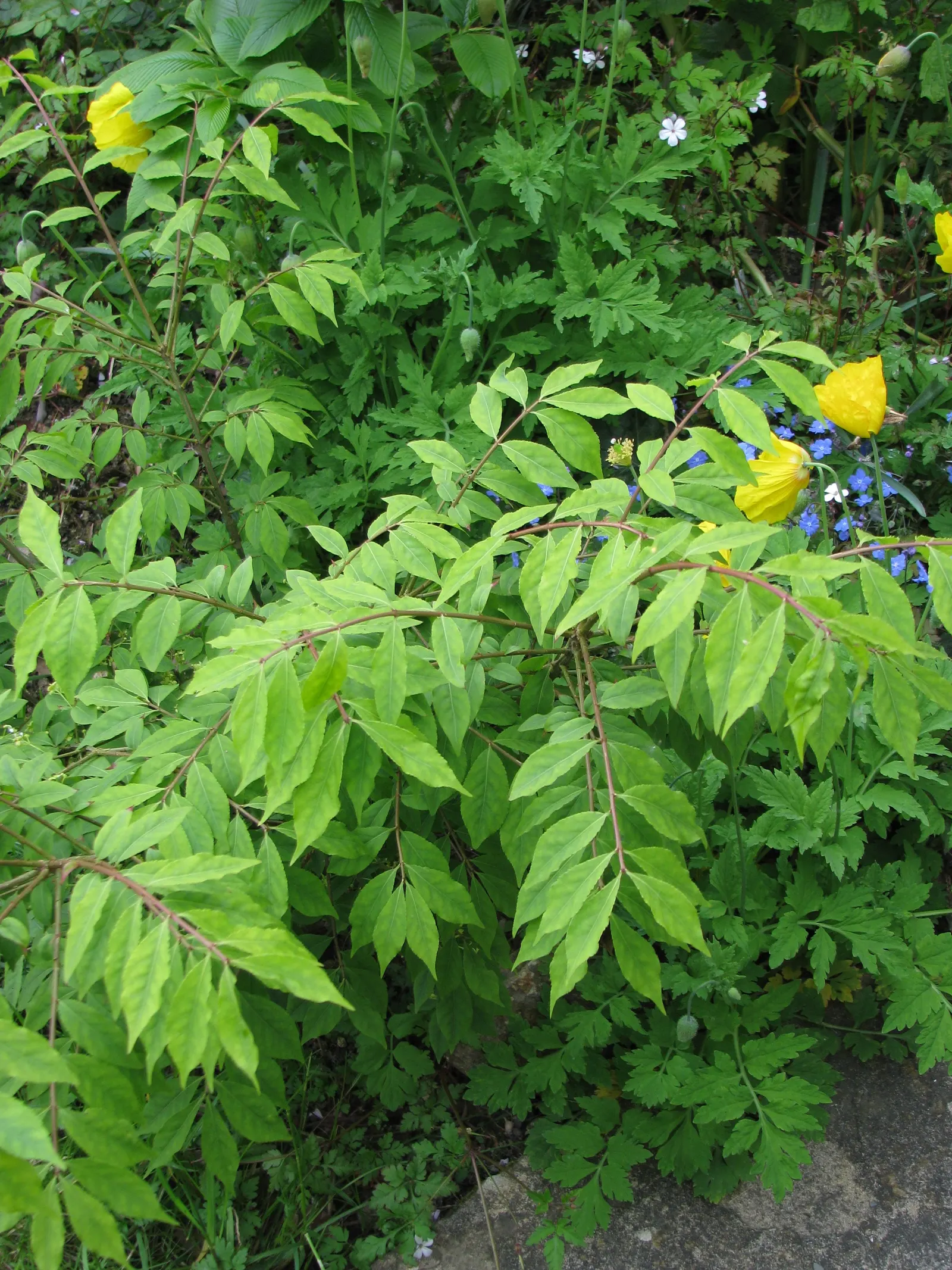 Compact Burning Bush (Euonymus Alatus 'Compactus') — It\'s a cultivar of the winged euonymus and is beloved for its smaller; its growth rate is moderate