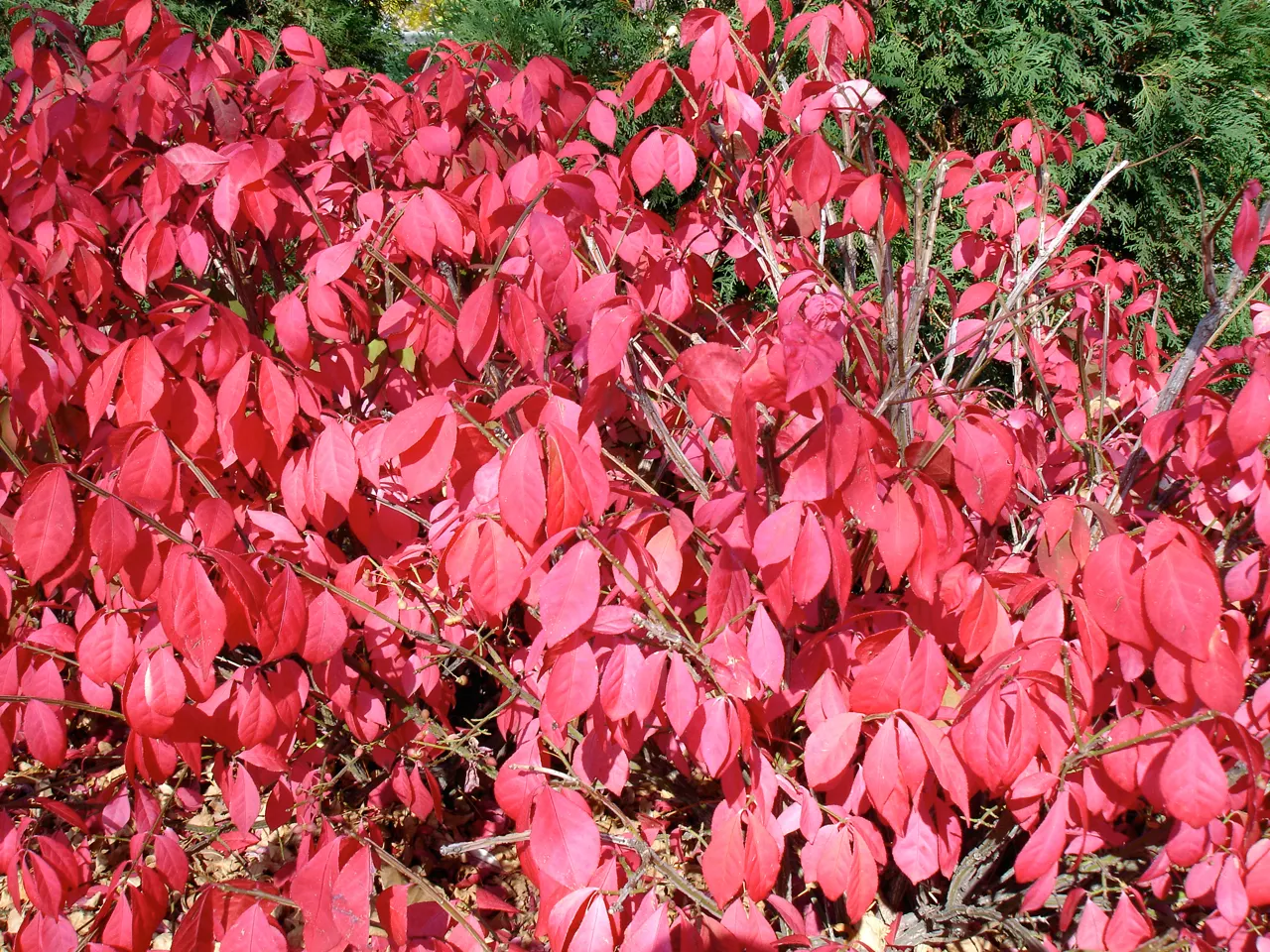 Compact Burning Bush (Euonymus Alatus 'Compactus') — It\'s a cultivar of the winged euonymus and is beloved for its smaller