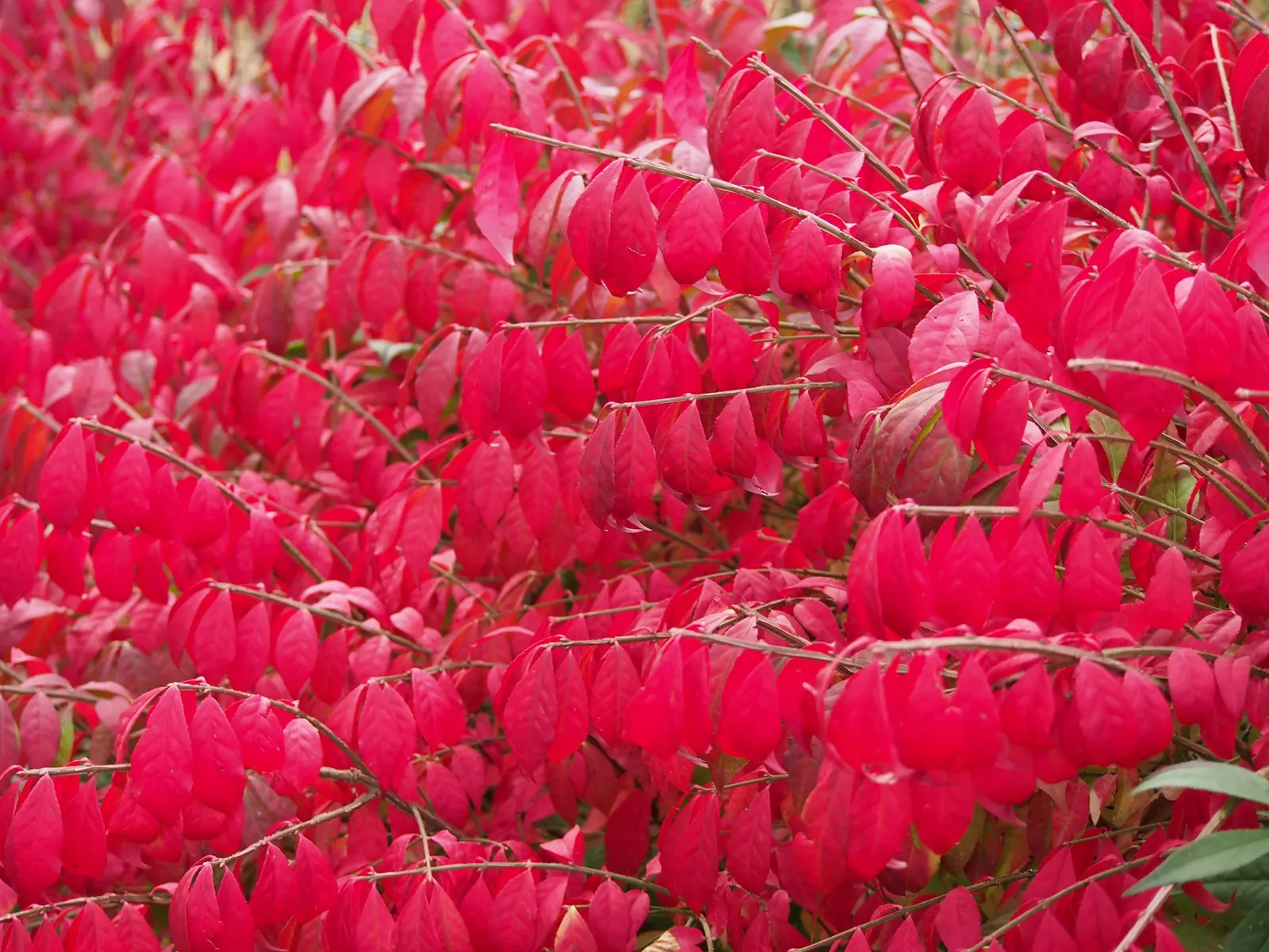 Compact Burning Bush (Euonymus Alatus 'Compactus') — scientifically known as Euonymus alatus \'Compactus\'; prefers full sun to partial shade in well-drained