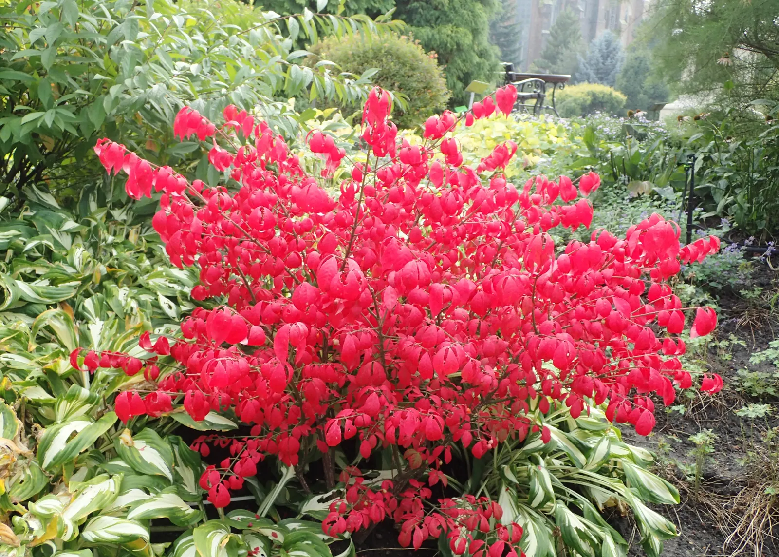 Compact Burning Bush (Euonymus Alatus 'Compactus') — although it prefers slightly acidic to neutral pH