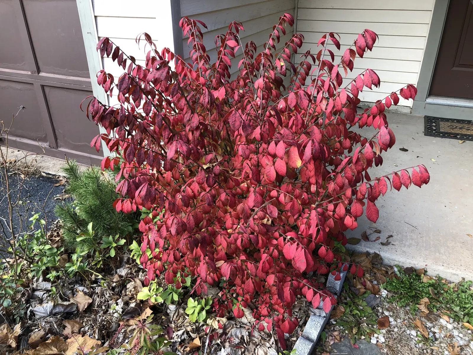 Compact Burning Bush (Euonymus Alatus 'Compactus') — valued for its vivid red fall foliage; more manageable size compared to the species