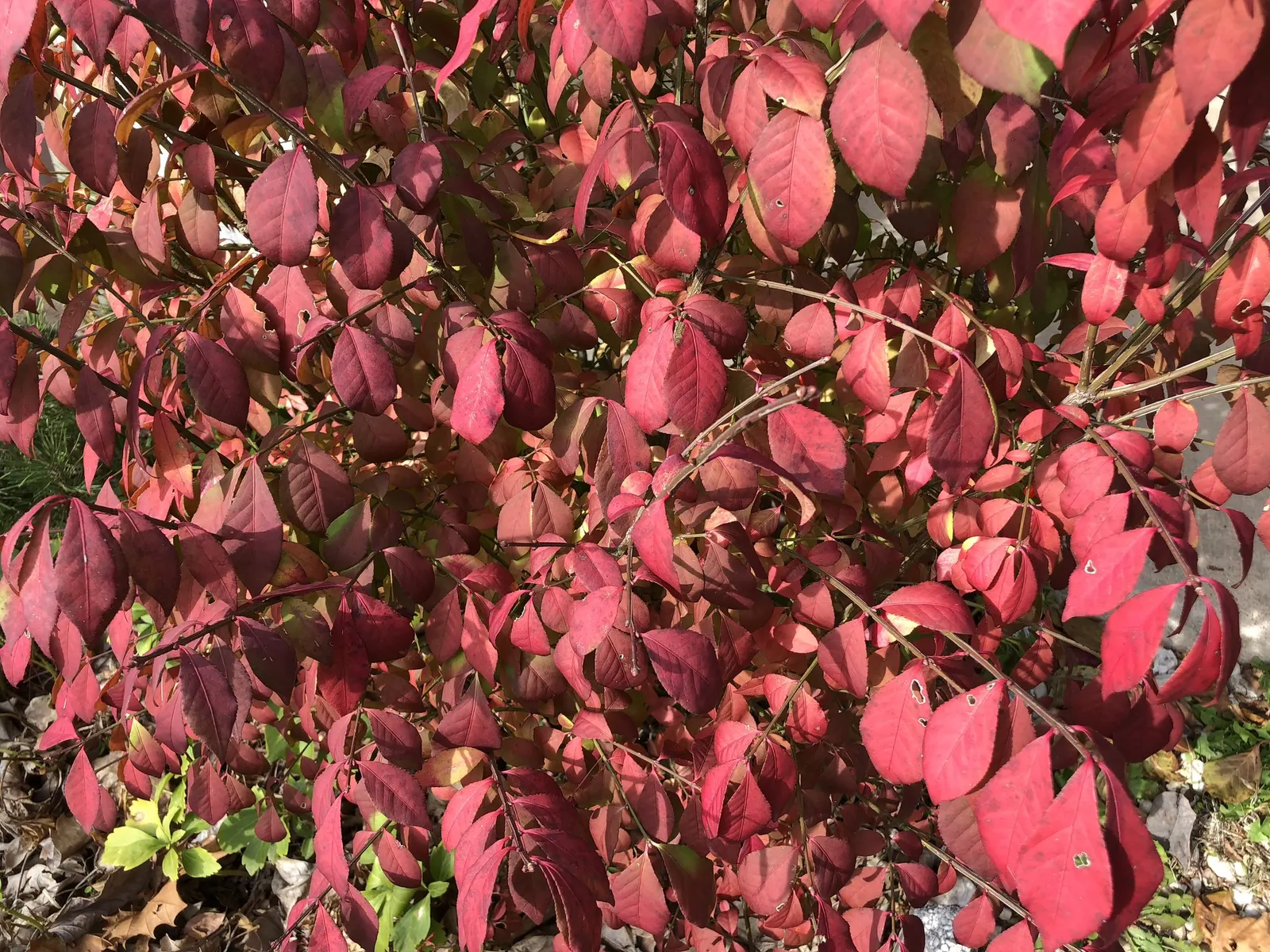 Compact Burning Bush (Euonymus Alatus 'Compactus') — more manageable size compared to the species; valued for its vivid red fall foliage