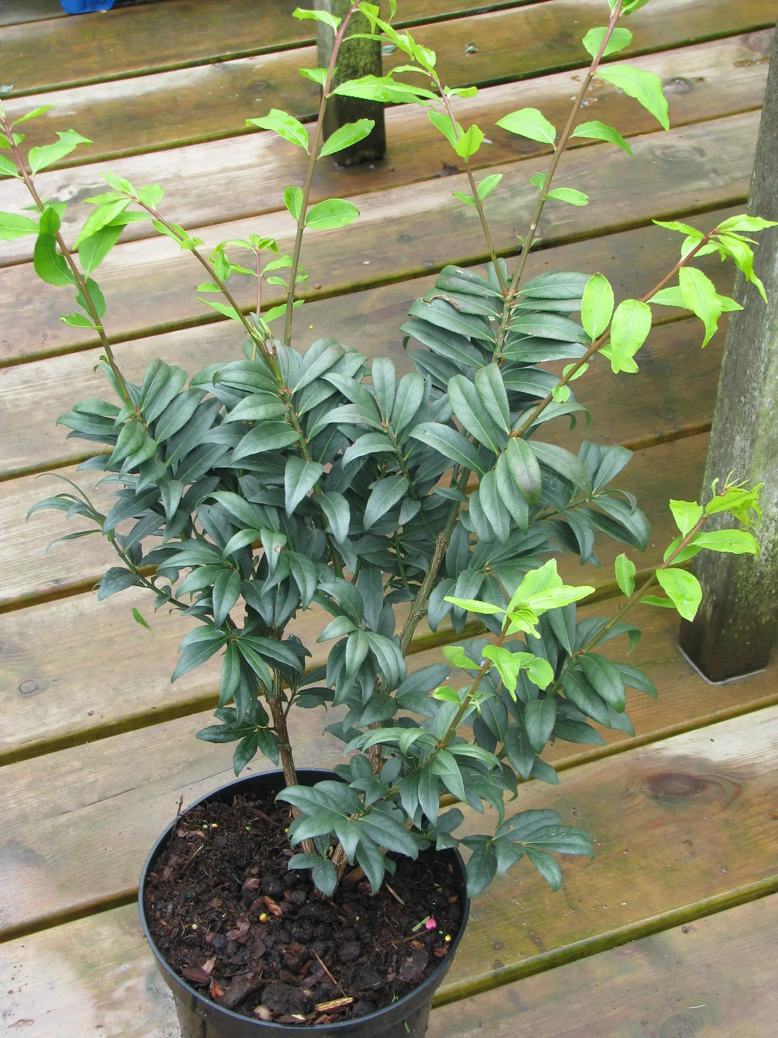 Compact Burning Bush (Euonymus Alatus 'Compactus') — especially notable in autumn when leaves become a blazing red spectacle