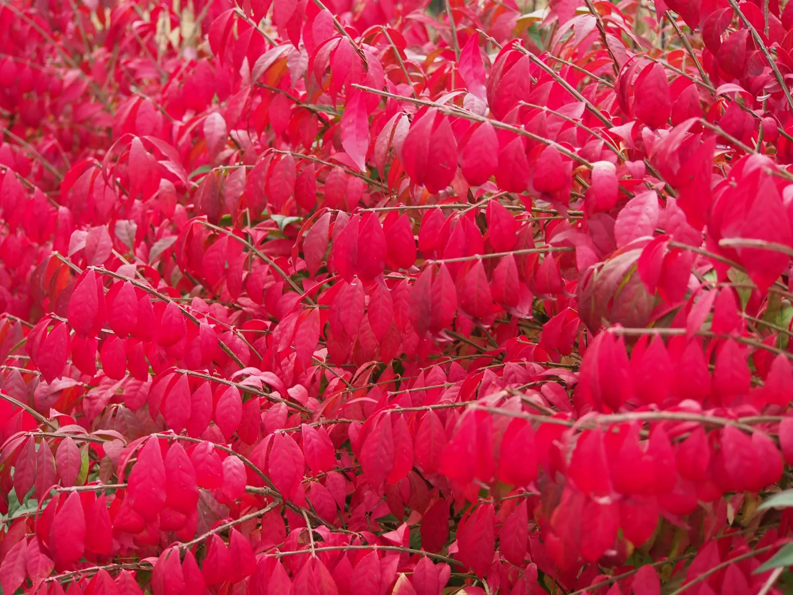 Compact Burning Bush (Euonymus Alatus 'Compactus') — Its growth rate is moderate