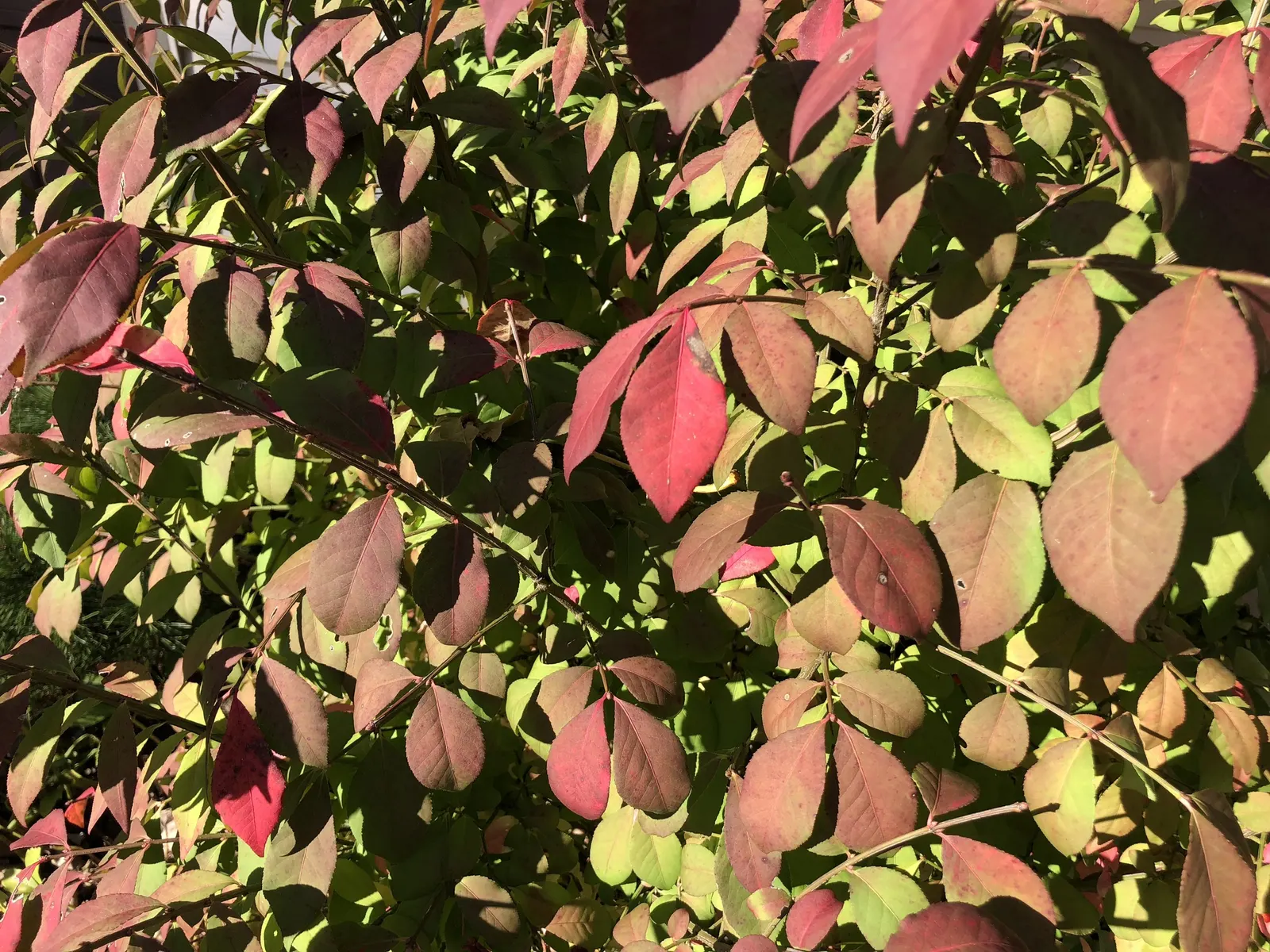 Compact Burning Bush (Euonymus Alatus 'Compactus') — especially notable in autumn when leaves become a blazing red spectacle; yellow flowers in the garden
