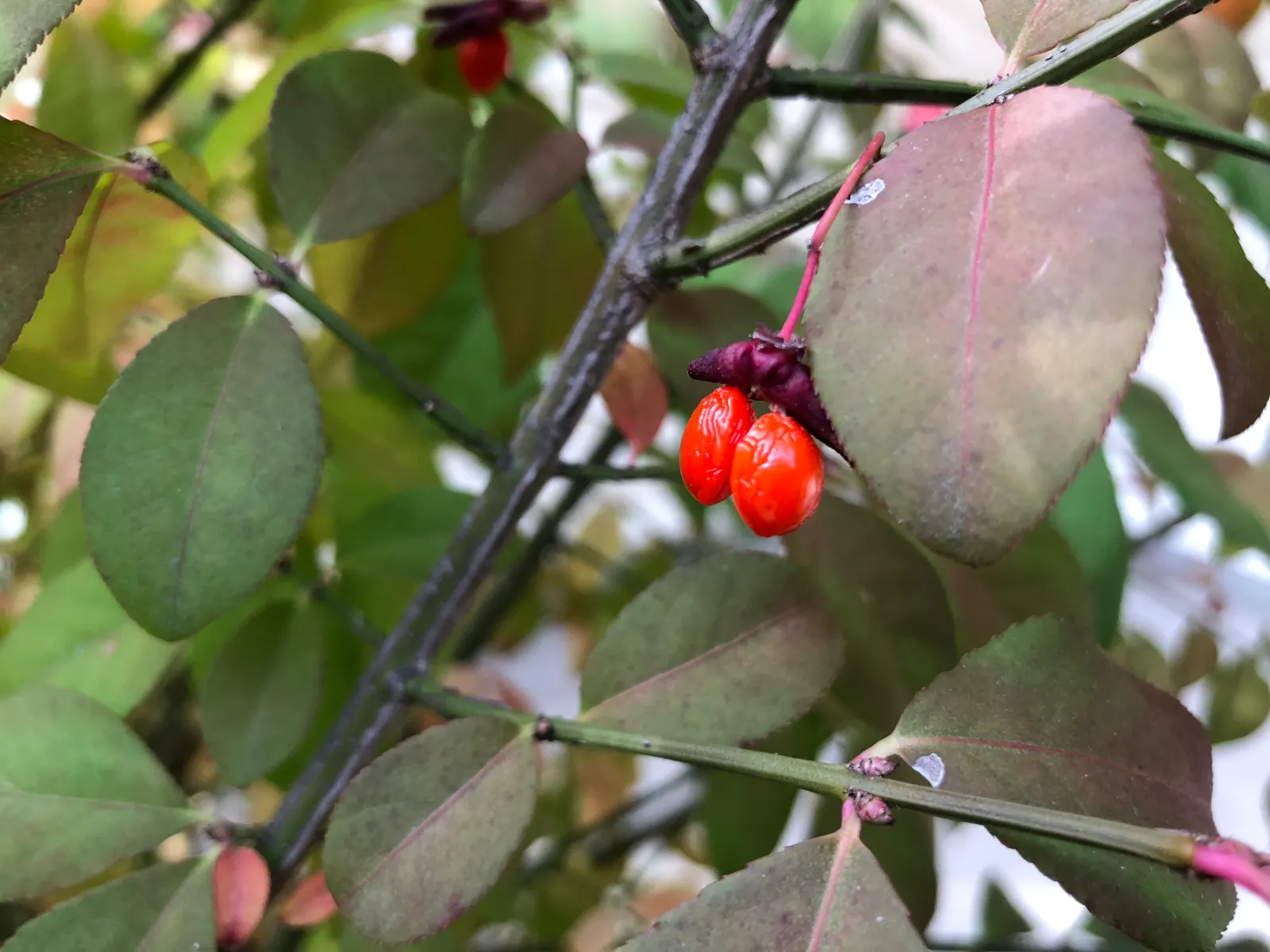 Compact Burning Bush (Euonymus Alatus 'Compactus') — Prefers full sun to partial shade in well-drained soil