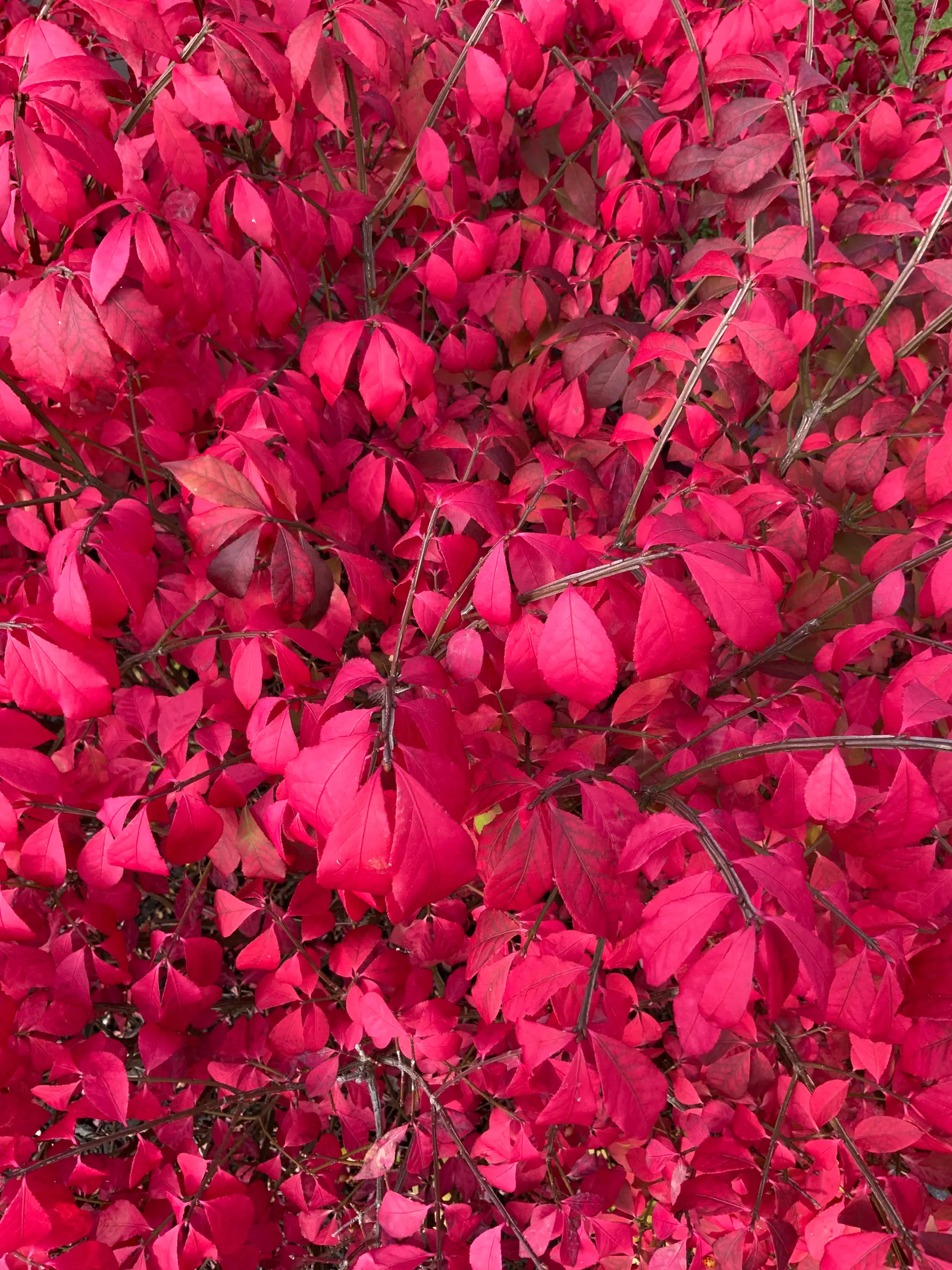 Compact Burning Bush (Euonymus Alatus 'Compactus') — It is hardy in USDA zones 4 through 8 and adapts to a wide range of soil conditions