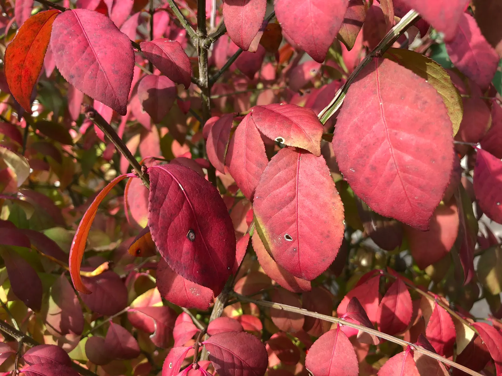Compact Burning Bush (Euonymus Alatus 'Compactus') — This shrub typically reaches a mature height and spread of 5 to 10 feet