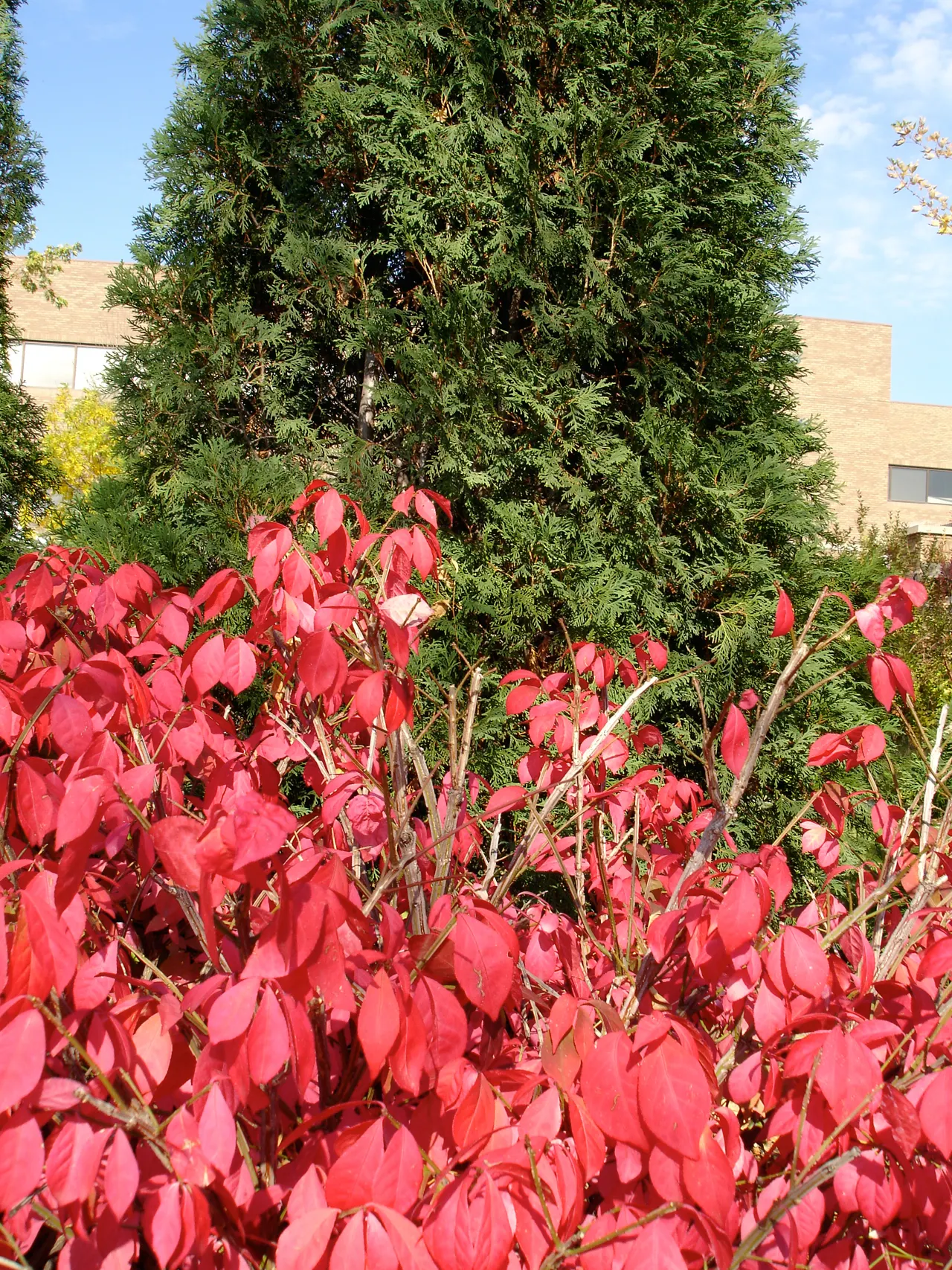 Compact Burning Bush (Euonymus Alatus 'Compactus') — making it an excellent choice for foundation plantings