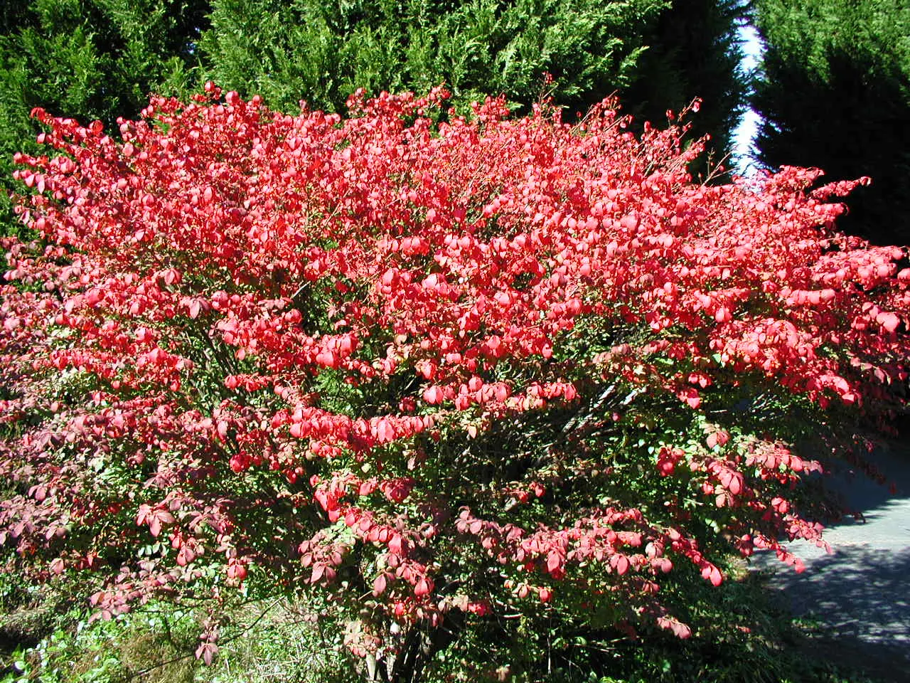 Compact Burning Bush (Euonymus Alatus 'Compactus') — Its most striking feature arrives in the fall when the leaves transform into a fiery red