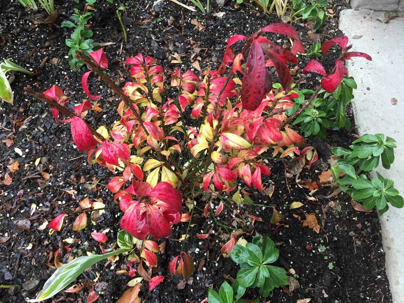 Compact Burning Bush (Euonymus Alatus 'Compactus') — valued for its vivid red fall foliage