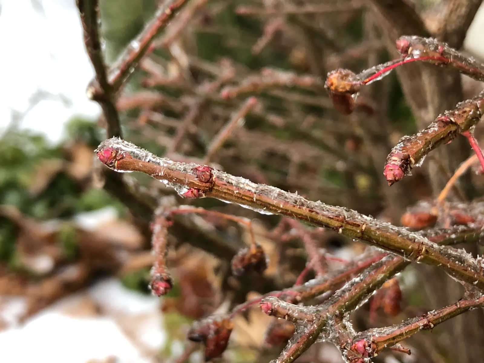 Compact Burning Bush (Euonymus Alatus 'Compactus') — Small, inconspicuous flowers precede red berries