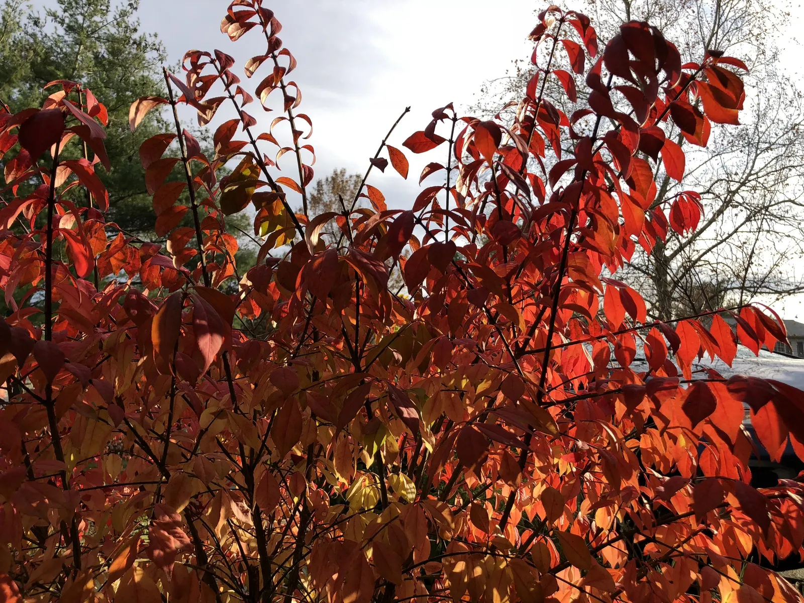 Compact Burning Bush (Euonymus Alatus 'Compactus') — is a favored deciduous shrub for its vibrant autumnal displays; this shrub typically reaches a mature