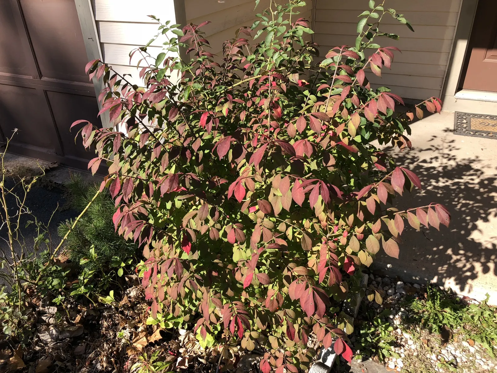 Compact Burning Bush (Euonymus Alatus 'Compactus') — Compact Burning Bush (Euonymus alatus 'Compactus') is a dense; small, inconspicuous flowers precede red