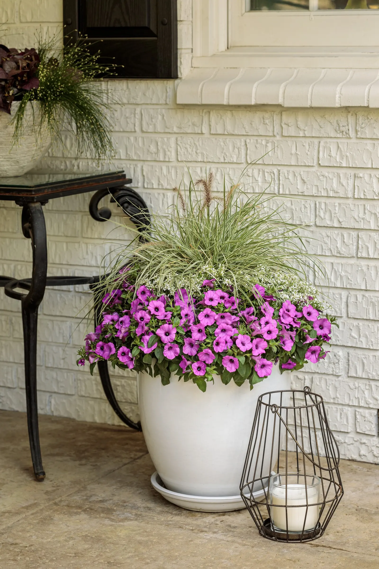 Jazzberry® Petunia — is a vivid mounding-trailing annual from Proven Winners® that brings saturated