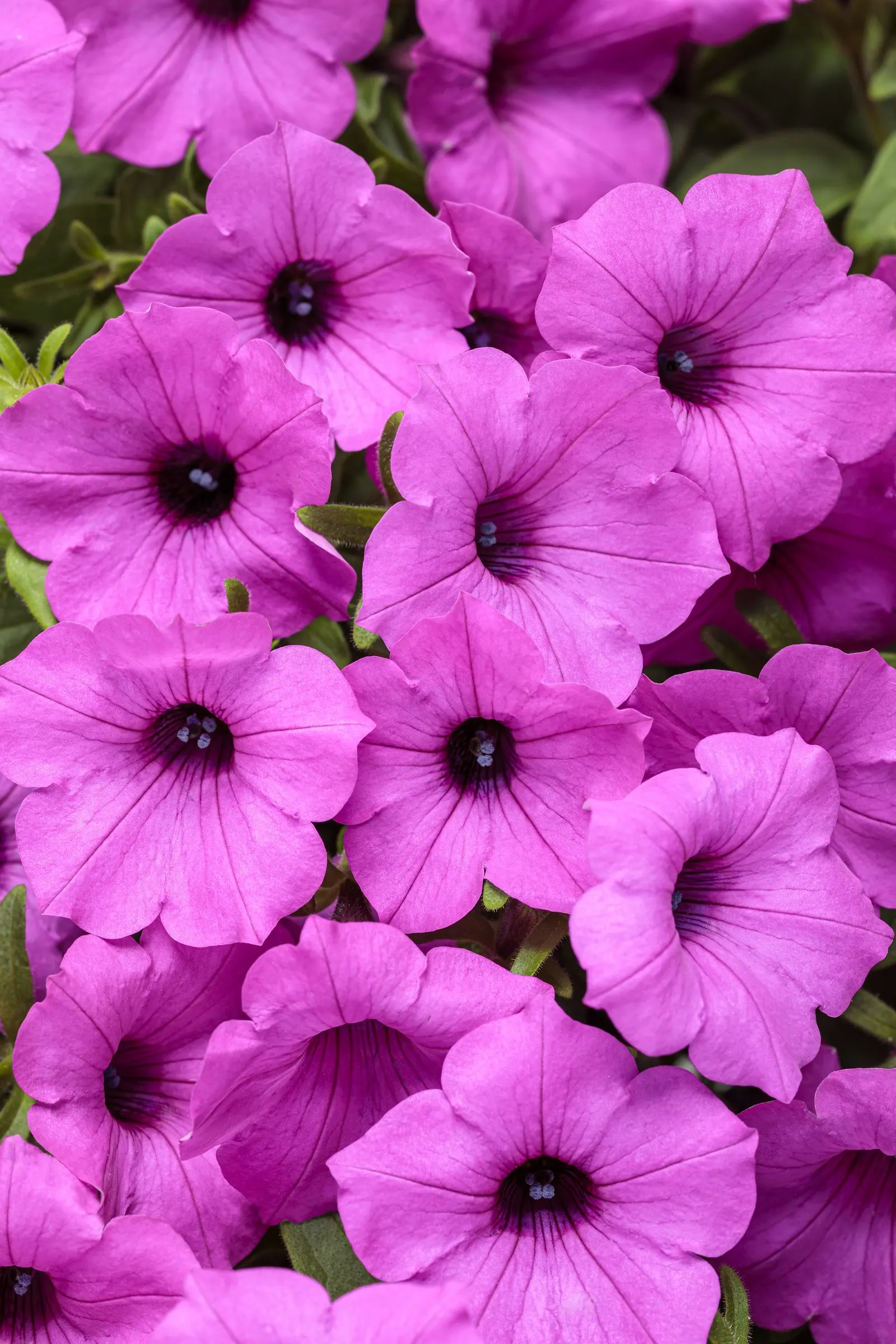 Jazzberry® Petunia — It is winter hardy in USDA Zones 10a to 11b
