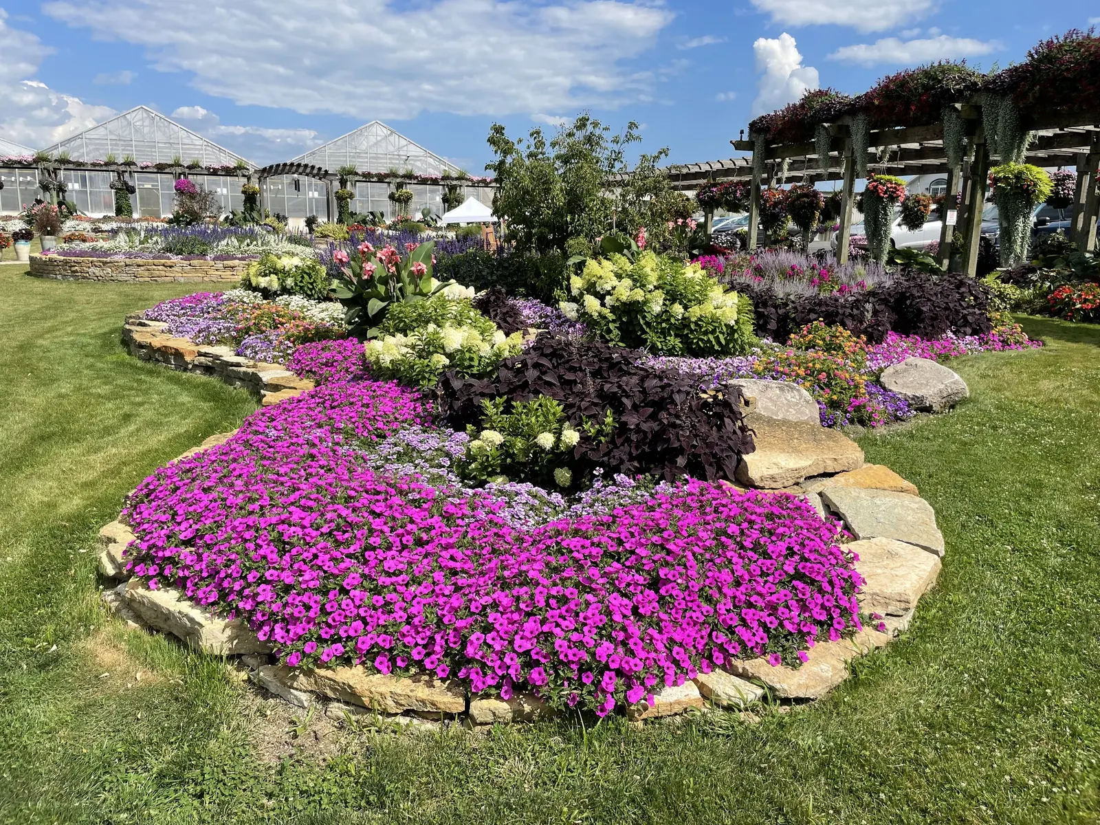 Jazzberry® Petunia — slightly magenta flowers over green foliage