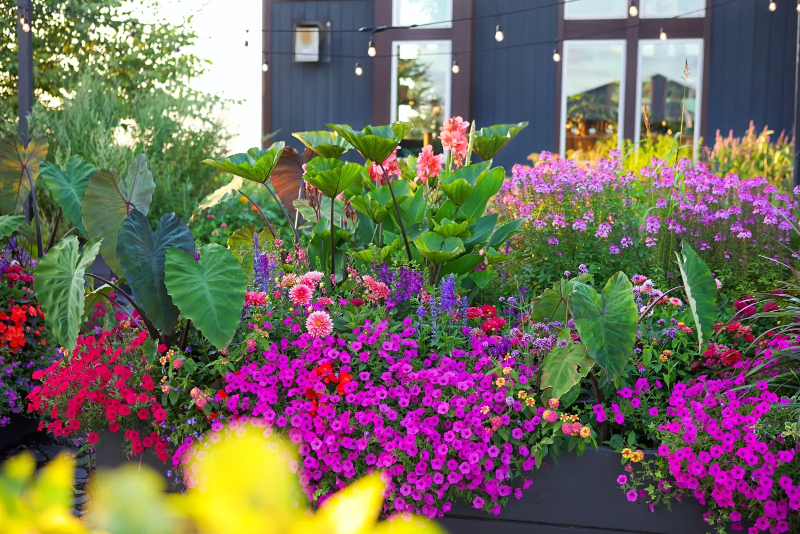 Jazzberry® Petunia — commonly referred to as Jazzberry® Petunia
