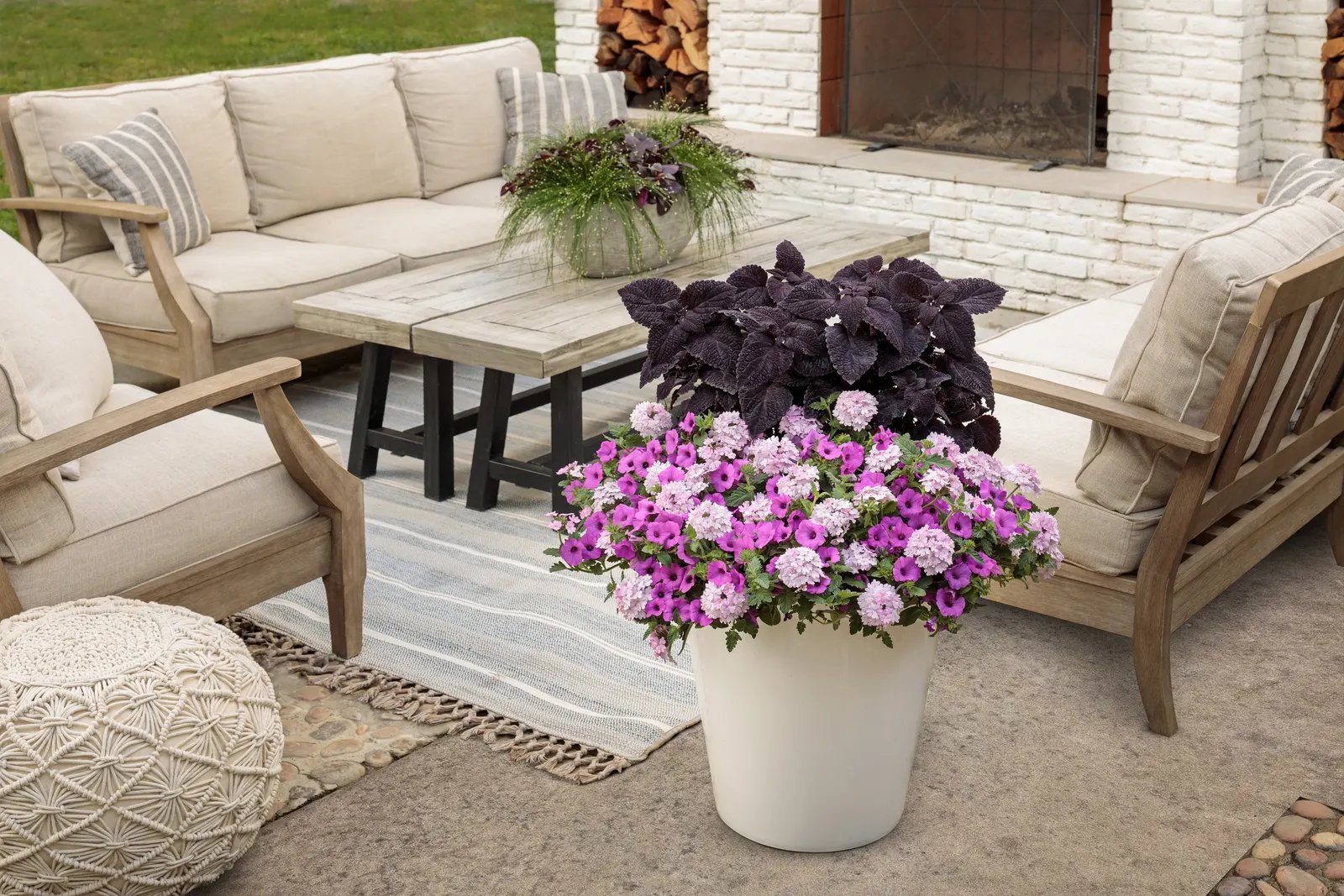 Newly Noir™ Coleus (Coleus scutellarioides) — In most climates it is grown as an annual, though it is perennial in frost-free USDA Zones 10a to 11b