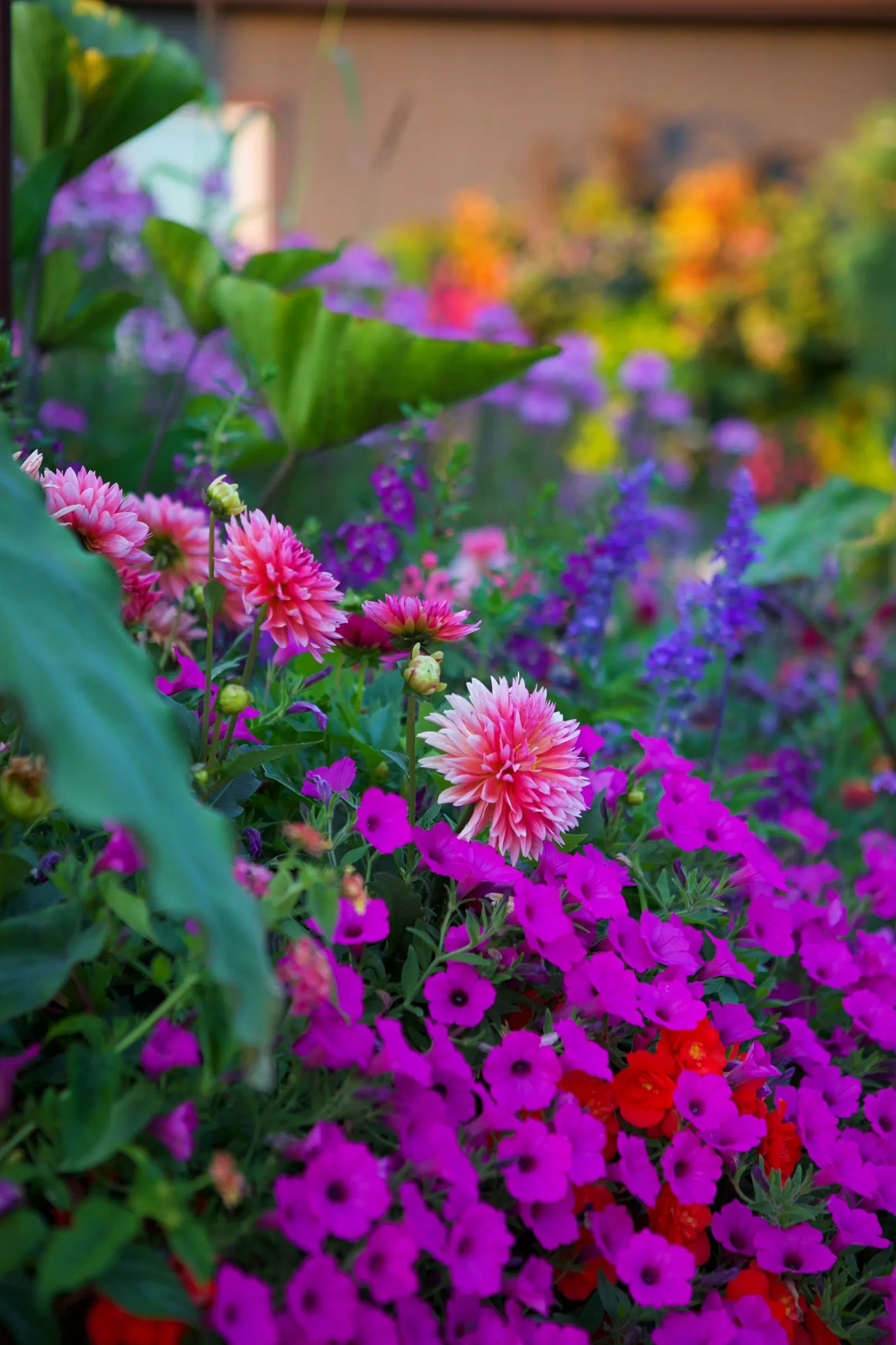 Jazzberry® Petunia — Hardy in USDA Zones 10a-11b